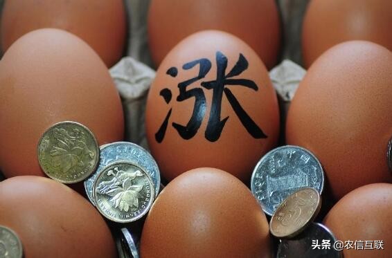 价格|猪肉鸡蛋价格出现回落 整体需求市场持续下降对蛋价支撑有限