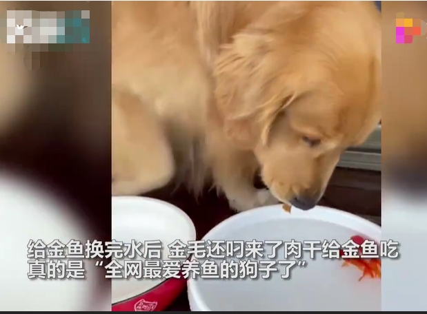 金鱼|金毛小心翼翼给金鱼换水 还有什么特殊的技能呢？