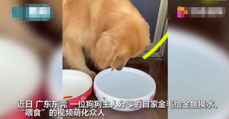 金鱼|金毛小心翼翼给金鱼换水 还有什么特殊的技能呢？