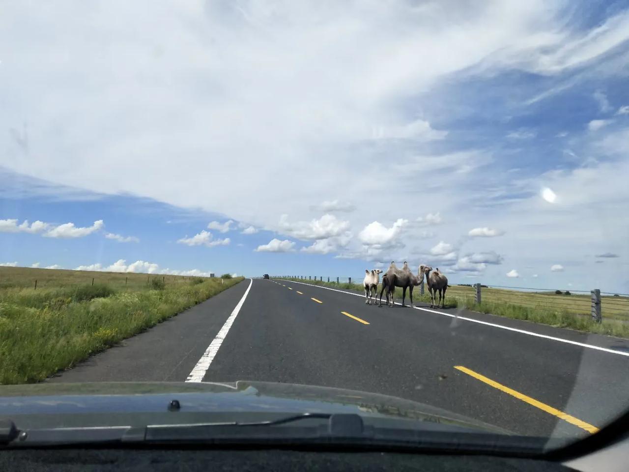在草原,在牧区开车路上时常会遇到动物,比较安全和稳妥的处置方