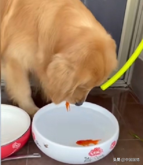 金鱼|金毛小心翼翼给金鱼换水 还叼来肉干给它们吃