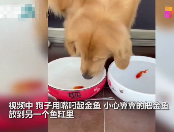 金鱼|金毛小心翼翼给金鱼换水 还有什么特殊的技能呢？
