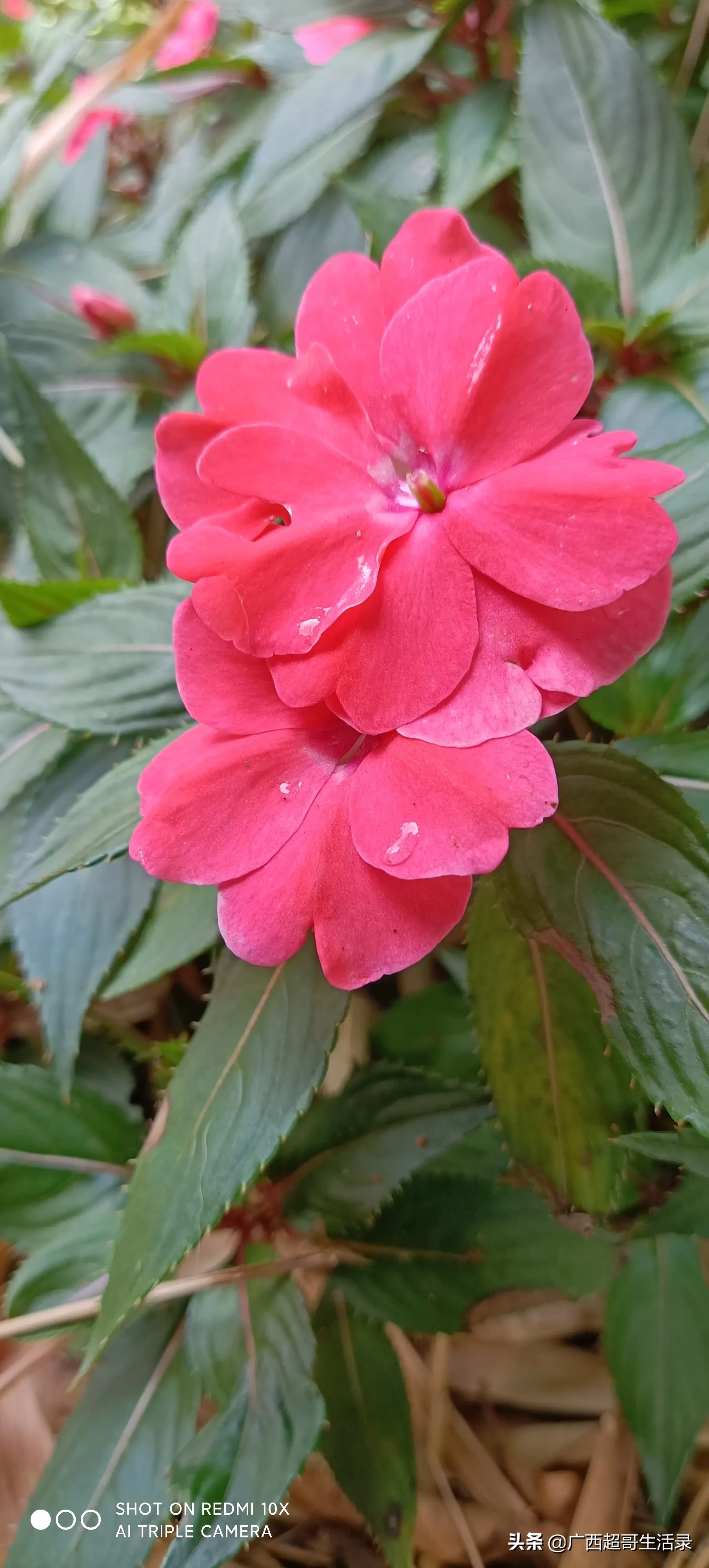新幾内亞鳳仙花 天天看點