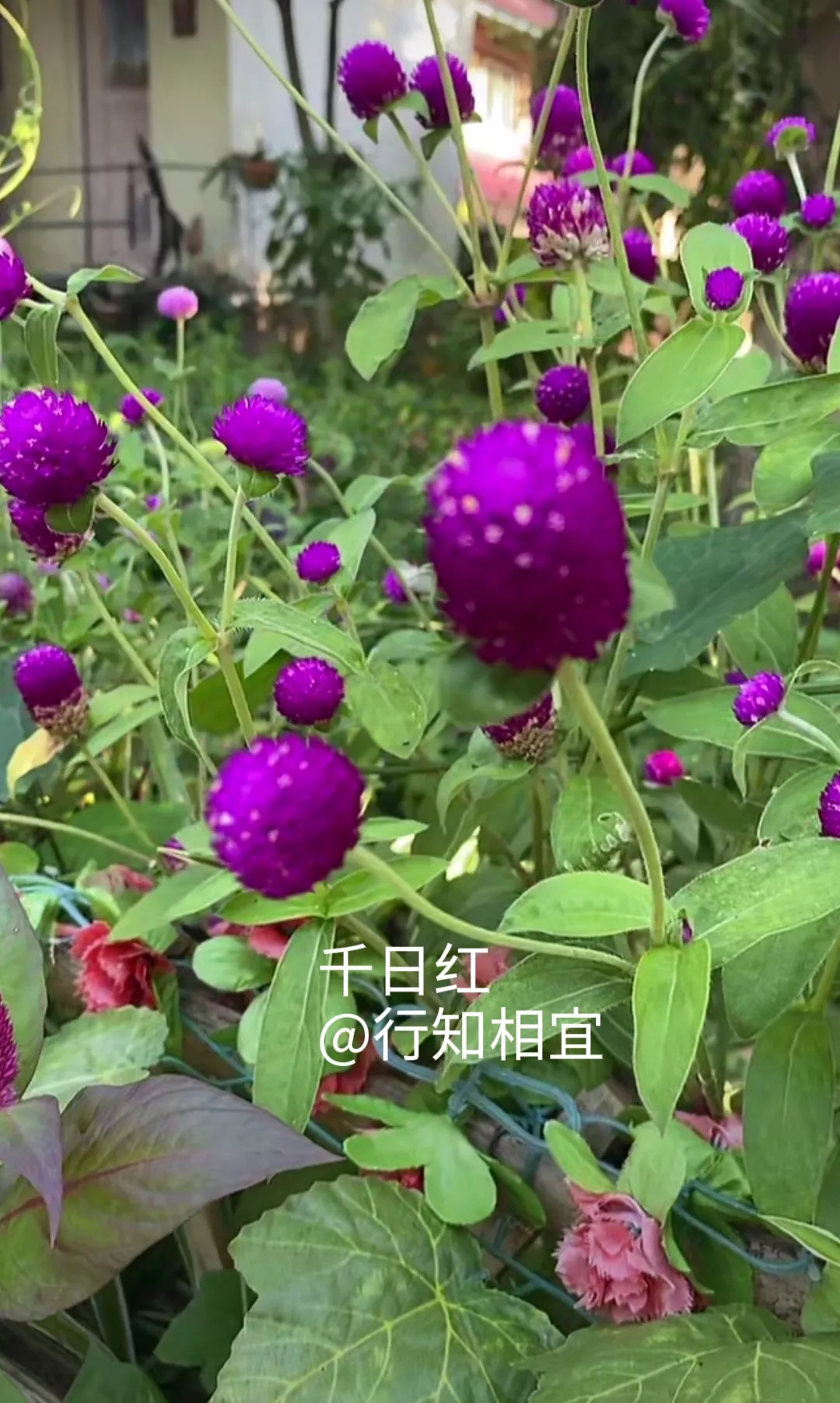 夏日美好瞬間随手拍 生長旺盛的芒果 龍船花 五彩芋 大薊 向日葵 千日紅 耐熱爬藤的珊瑚藤 重點介紹一下千日紅 又名 天天看點