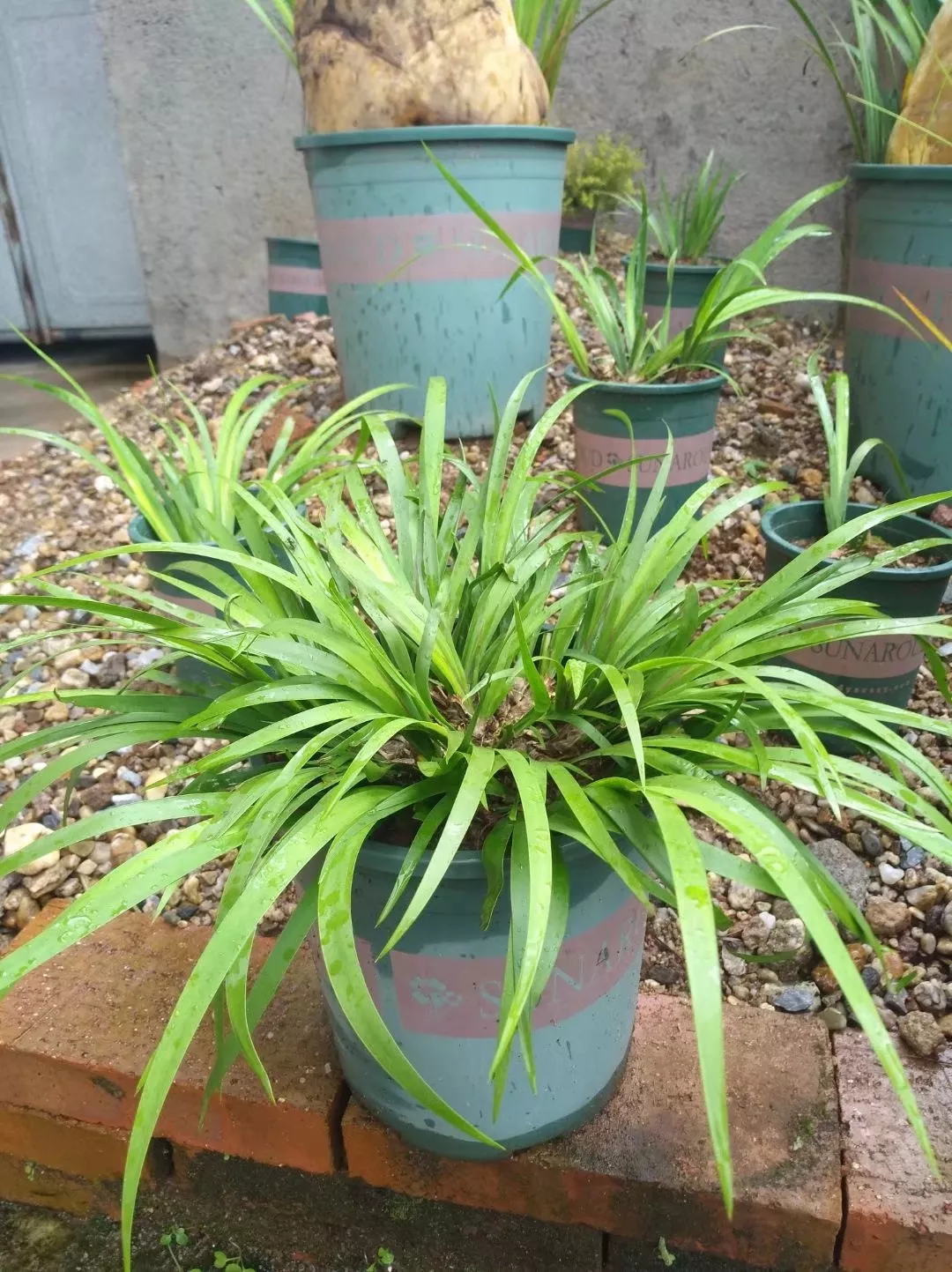 随手拍 我要上頭條 采挖當盆栽的野生石菖蒲 種在家裡挺好看的葉子綠色很養眼 自古以來都是文人雅士的最愛 全株可以入藥