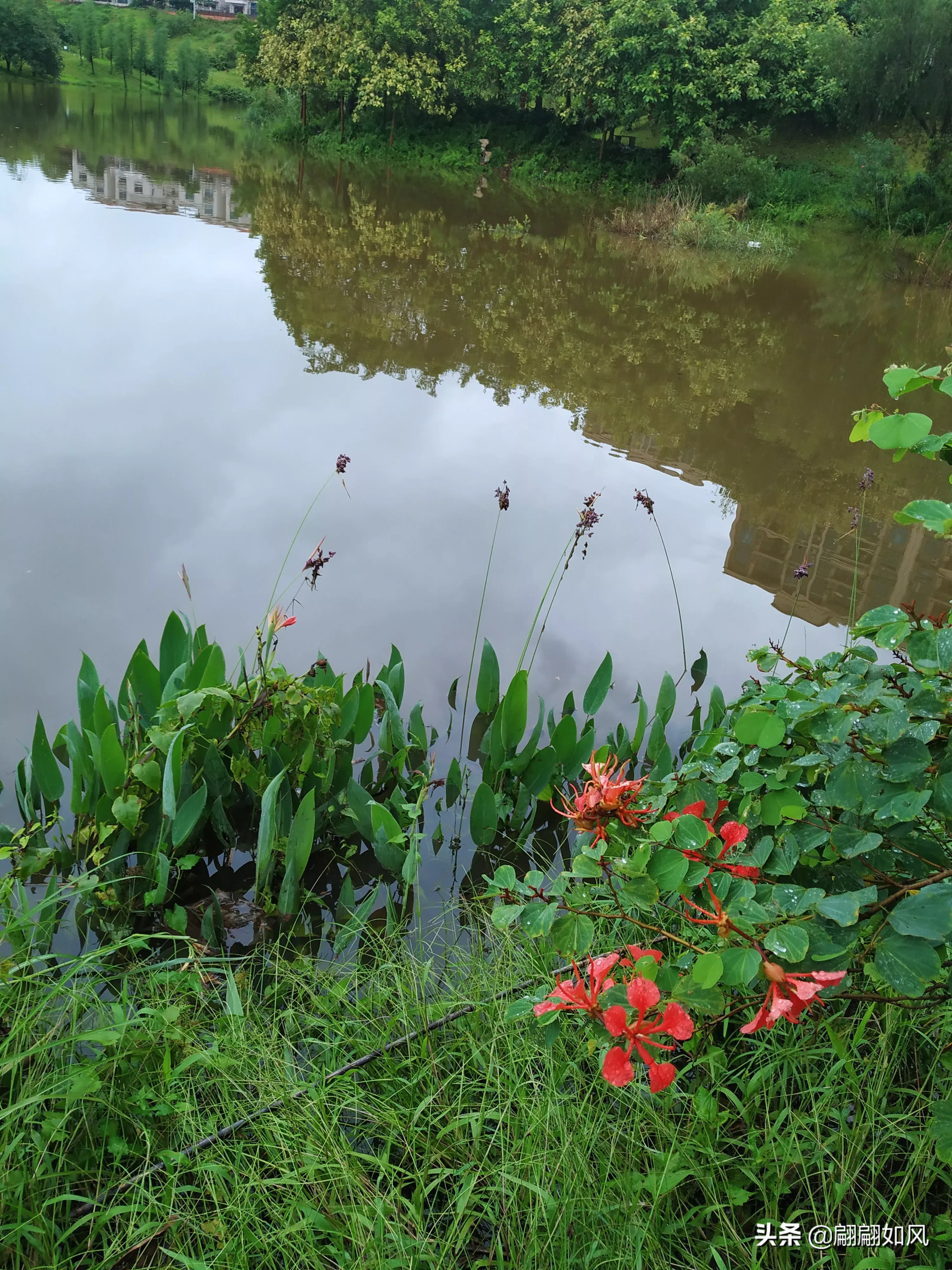 草径荒园闲镀步 夏雨绵绵水满池 雨淋树木叶增绿 枯叶铺地草更青 鸟唱虫鸣花带露 清新凉爽忘归时 天天看点