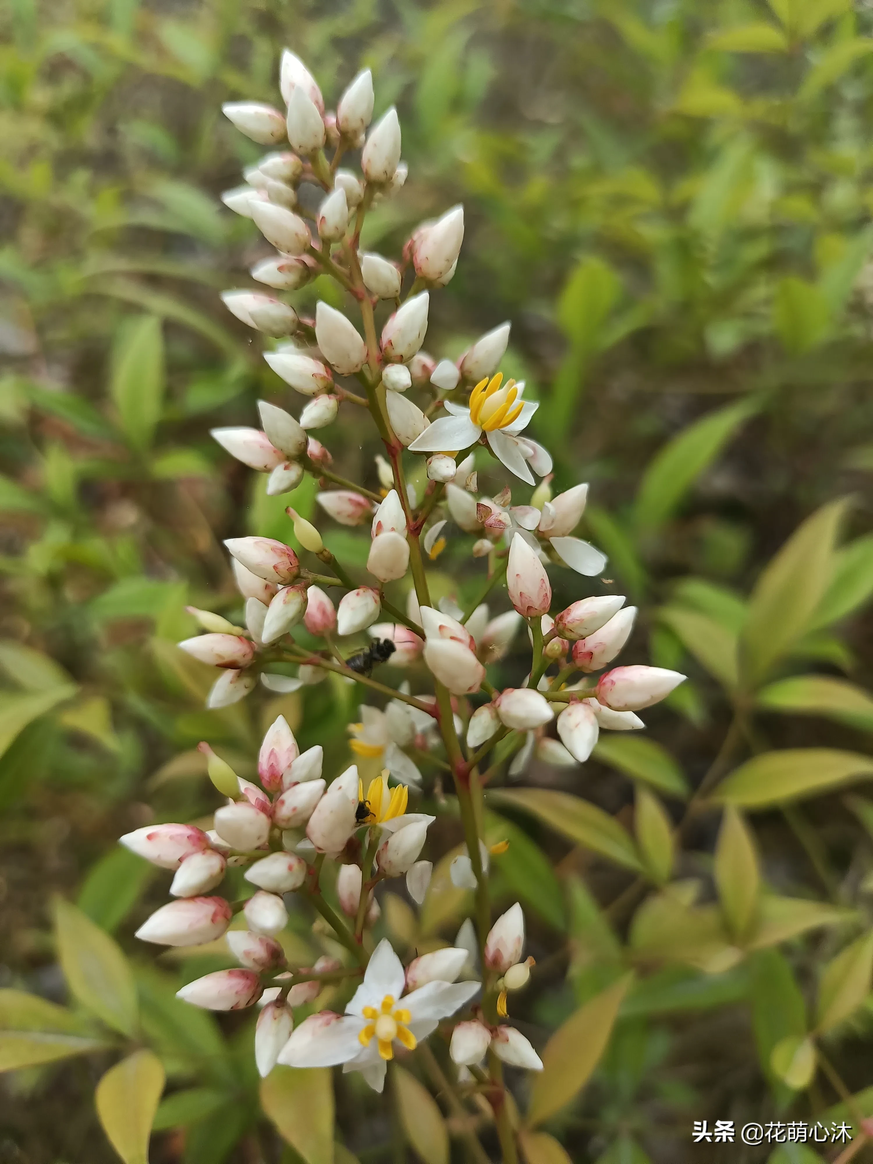 名字厲害 南天竹nandinadomestica小檗科南天竹亞科南天竹族南天竹屬常綠灌木 小檗科屬于毛茛超目毛茛目 與毛