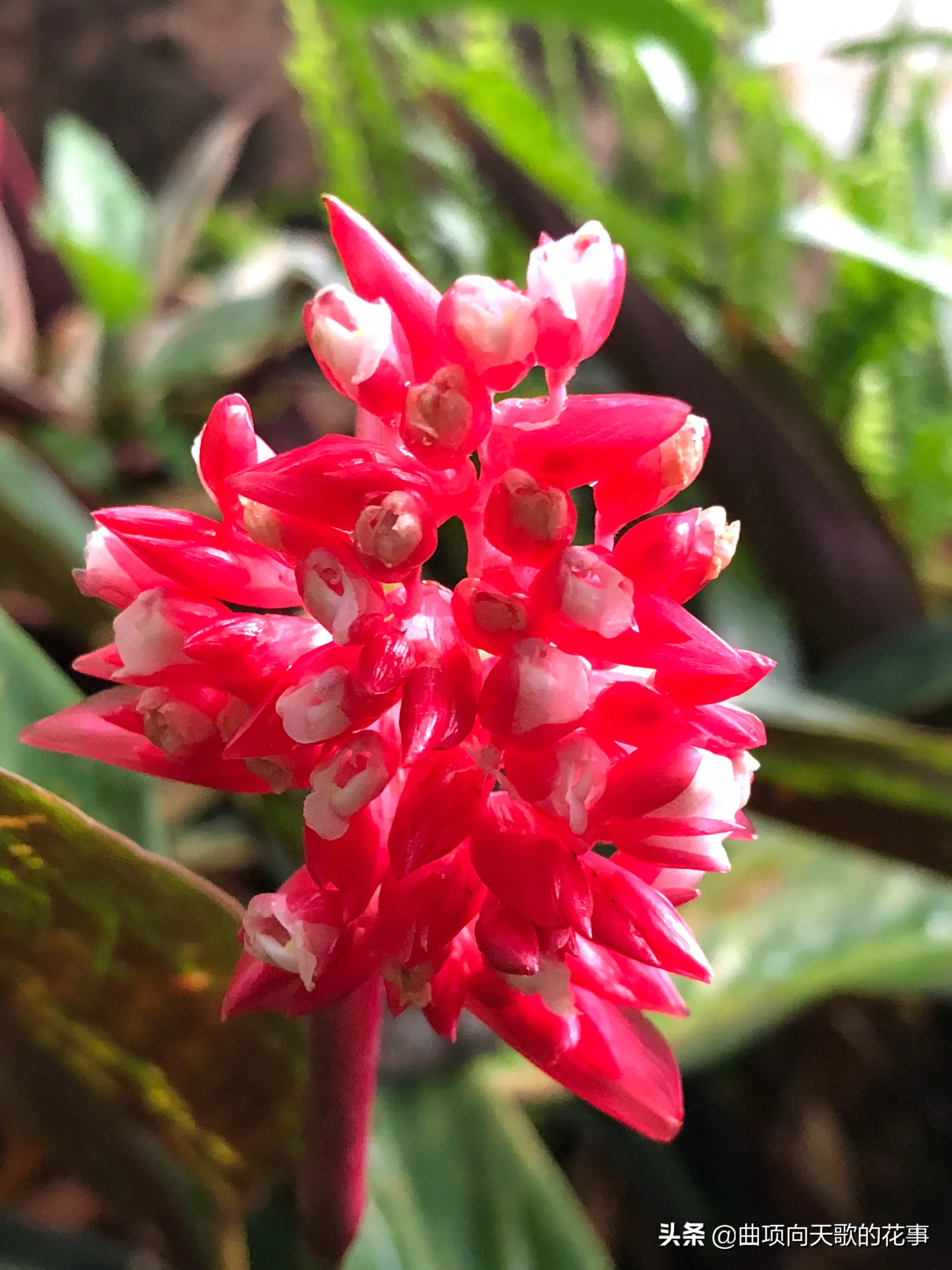 曲项向天歌的花事 22每日一花 第172朵 紫背竹芋 别称 红背竹芋 红背卧花竹芋公园树下林荫处 疏疏密密种竹芋