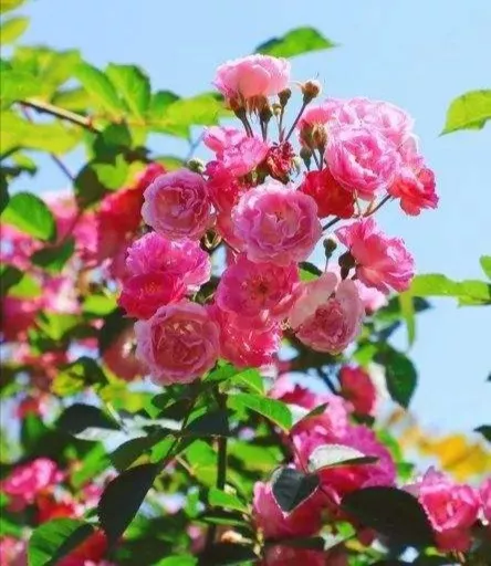 薔薇花丨百花吟之三十三叢簇多多葉萼肥 藤間枝綴競芳菲 色香并蓄和風裡 熱戀蜂迷不舍歸 一一一一一 薔薇 花語 美好的愛情