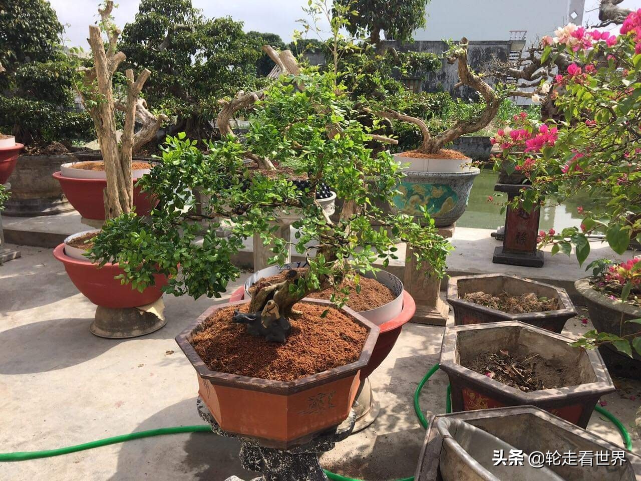 种植月桂花月收入千万盾由于种植了观赏月桂花 一些年轻人每月赚取数千万越南盾 许多人种植月桂 因为这种植物具有很高的经济价