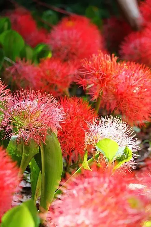 网球花 是石蒜科 网球花属多年生草本植物 原产非洲热带 中国引种栽培供观赏 网球花别名 网球石蒜 回答网球花的花语是干净