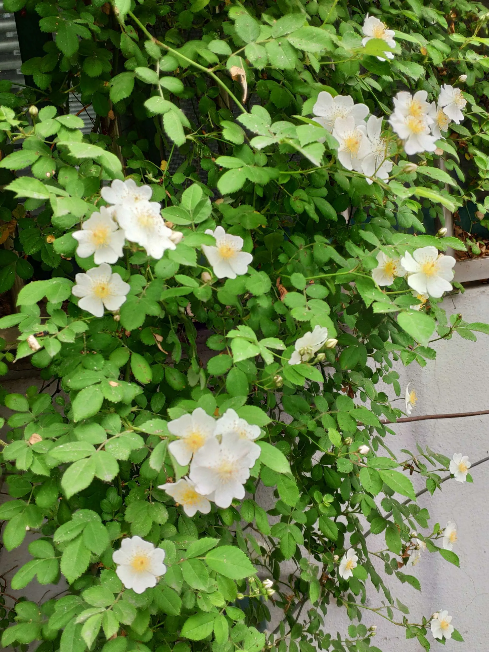 滿架薔薇一院香春天 薔薇花修長的枝幹附着葉子伸展着 相擁着 一簇又一簇自成一體 花雖不大 卻鋪天蓋地開着 與枝幹 玉葉和