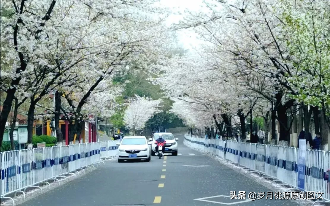 樱花雨：题金陵鸡鸣寺樱花 资讯消息 第4张