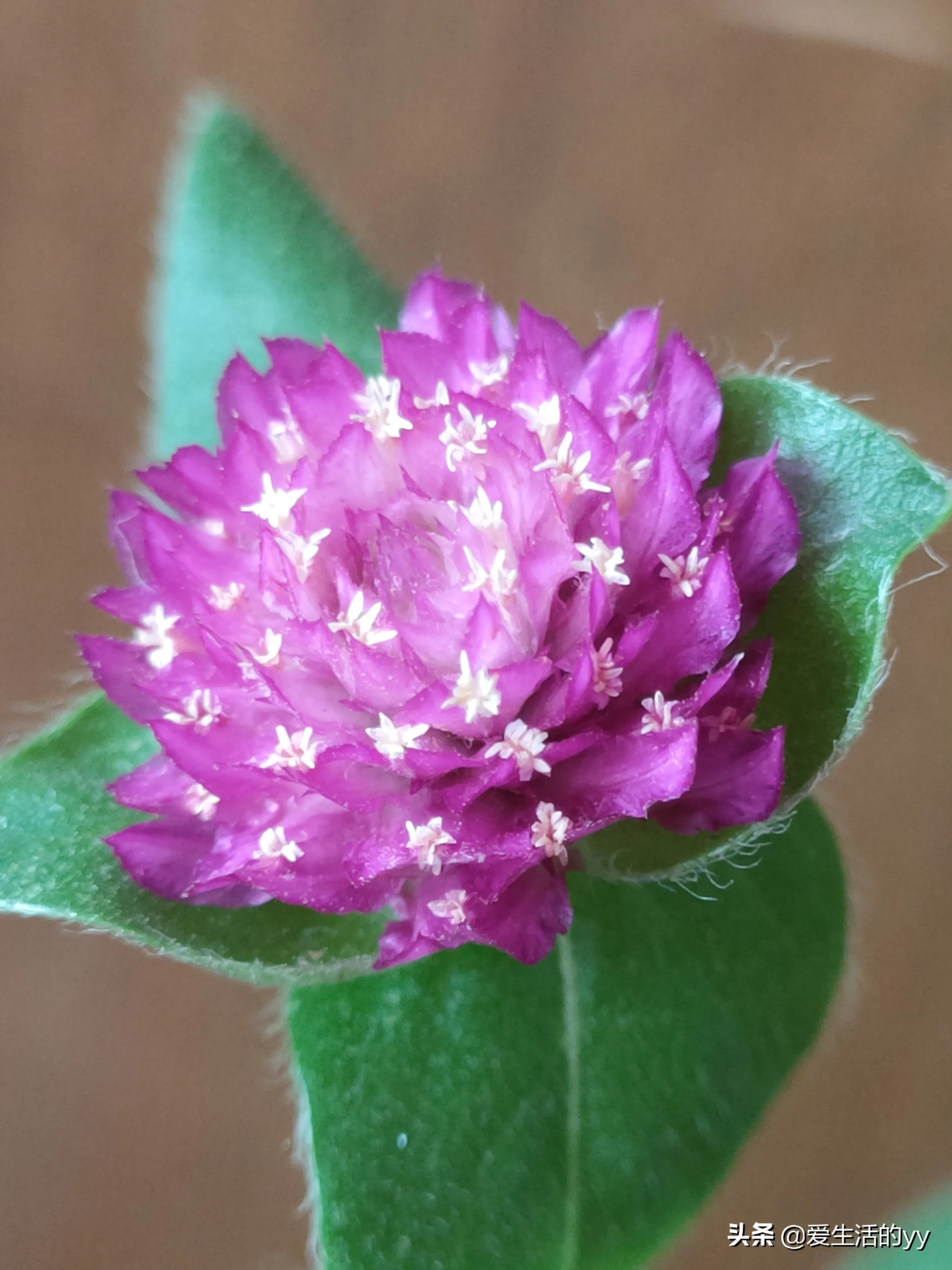 夏日裡 草花的生命力旺盛 花盆裡自生的千日紅花開正豔 銅錢草生長茂盛 原本是打算加底肥種荷花的 随意種幾棵銅錢草做點綴 天天看點