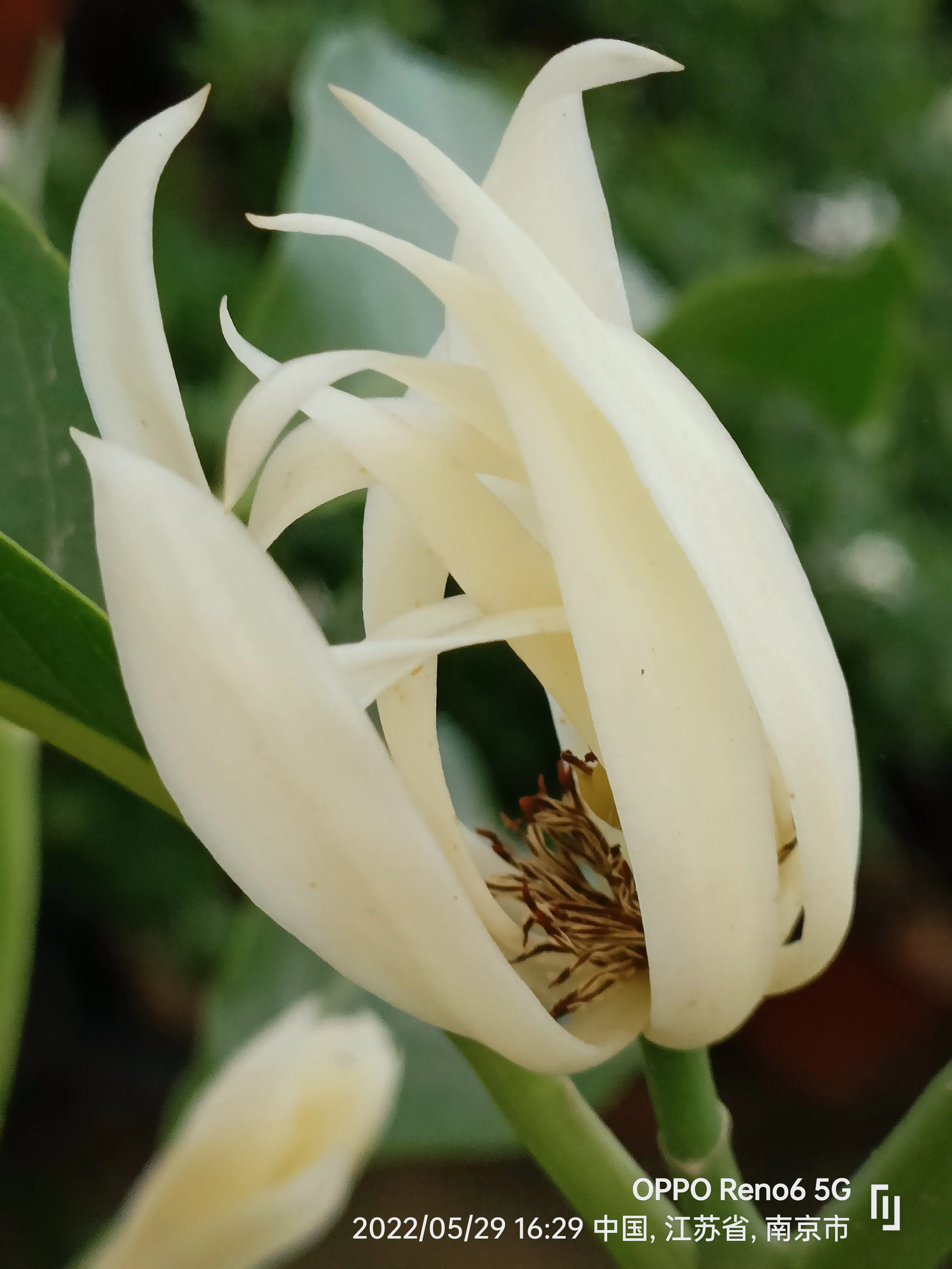 原创诗词 情感美文 自由体诗 心守白玉如初夏日絮语第二季 四十 再咏白兰花移步深澗空谷 飘馨万家千户 身入喧嚣尘 天天看点