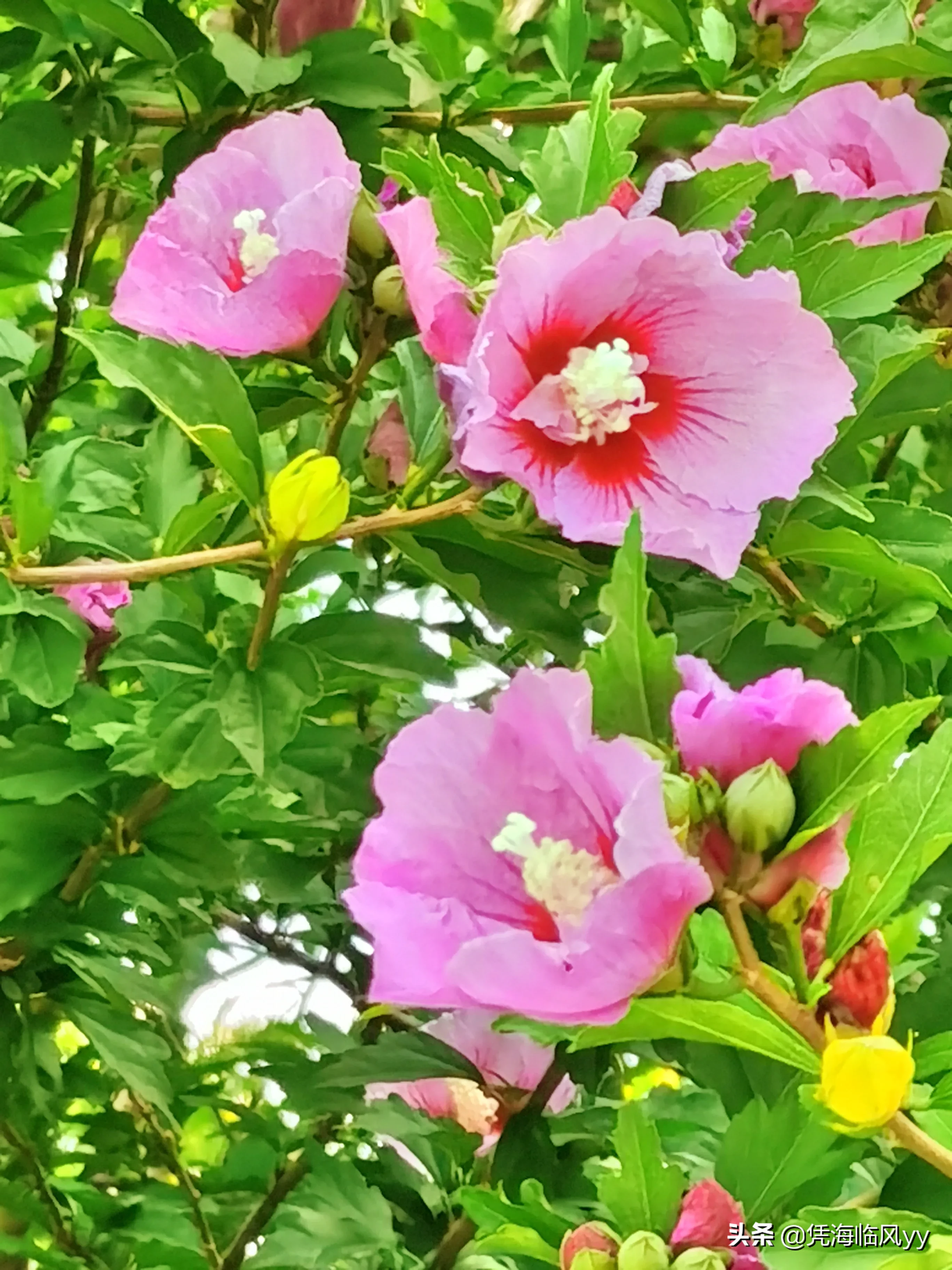 木槿花 生生不息 日日更新 木槿花也叫無窮花 其花色彩豐富 花型秀美 枝葉繁茂 開花時滿樹豔麗奪目 嬌媚悅人 是以在古