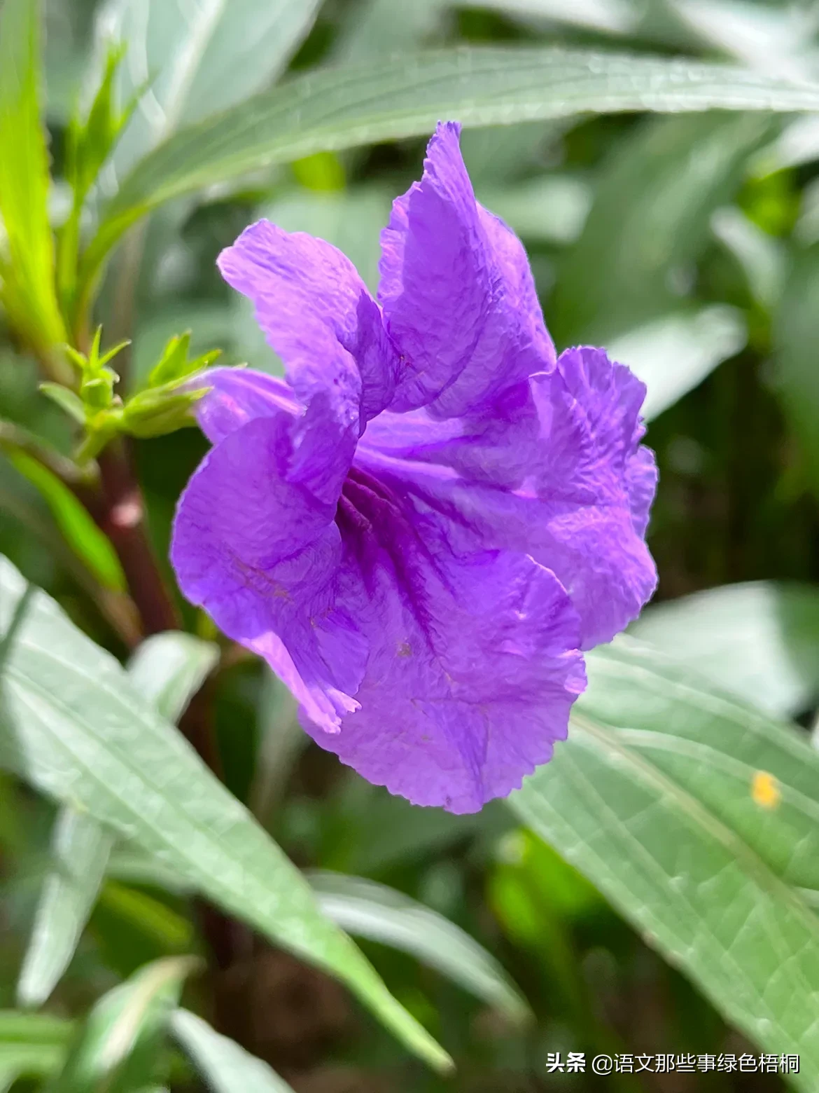 下班後的日常 鼠尾草和藍花草在花園裡散步 一片紫色的花海吸引了我 在陽光下閃爍 在微風中搖曳 浪漫 唯美 遠遠望去 還 天天看點