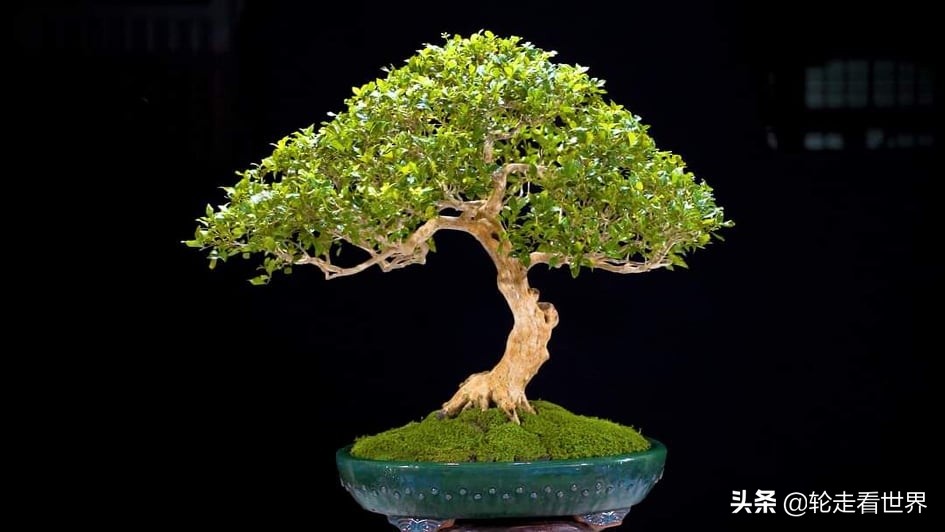 种植月桂花月收入千万盾由于种植了观赏月桂花 一些年轻人每月赚取数千万越南盾 许多人种植月桂 因为这种植物具有很高的经济价