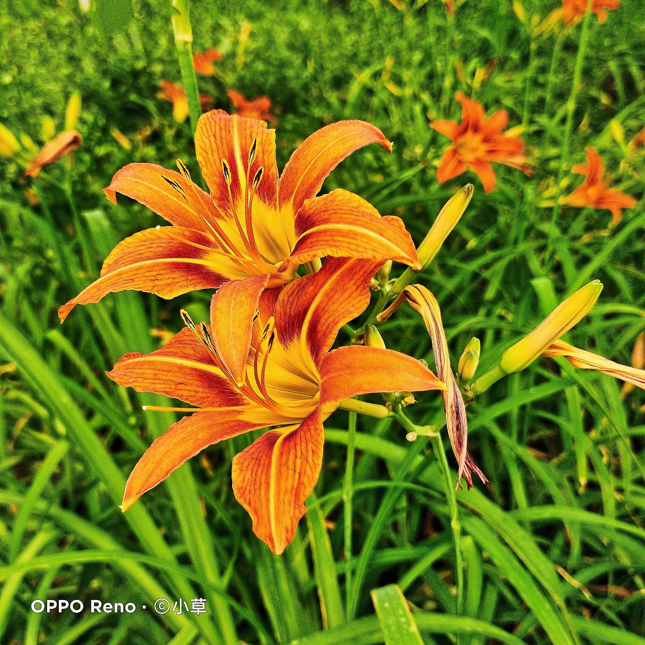 萱草属多年生宿根草本 萱草虽然是平凡微小的花草 却能抽出亭亭玉立的花径 倔强清丽的一枝枝花径仿佛头颅一样高高向上 花头却