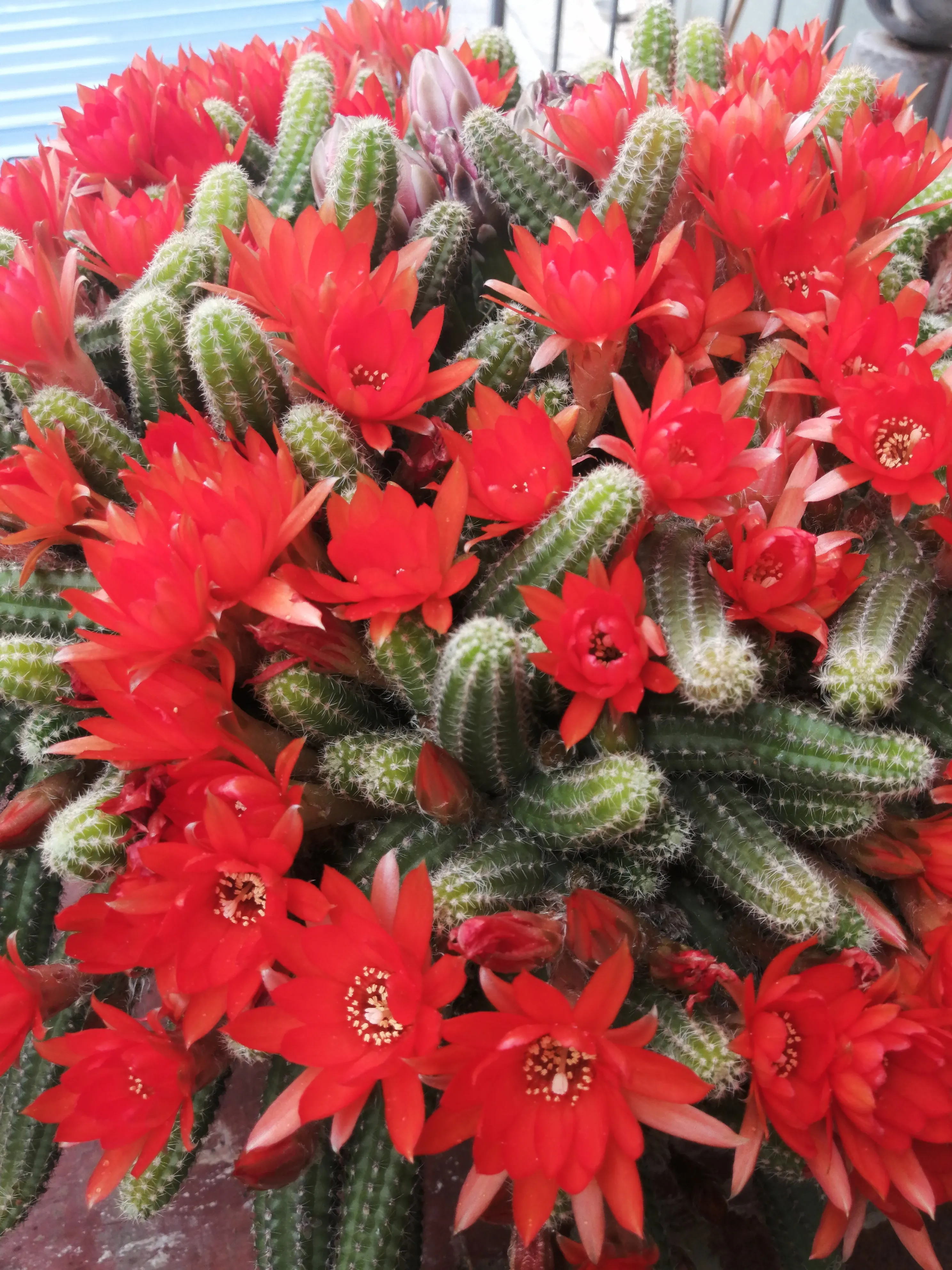 今年的白檀仙人指 毛毛蟲 爆盆了 請花友們一起欣賞 作揖 呲牙 玫瑰 玫瑰 比心 比心 比心 天天看點