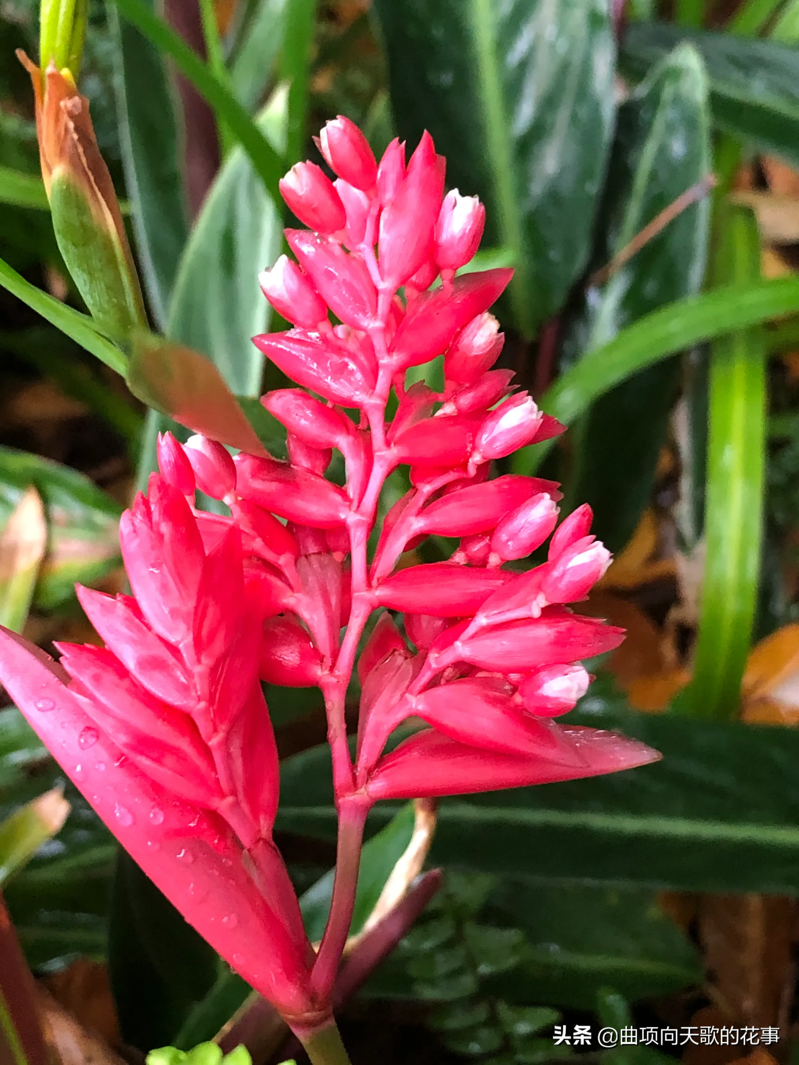 曲项向天歌的花事 22每日一花 第172朵 紫背竹芋 别称 红背竹芋 红背卧花竹芋公园树下林荫处 疏疏密密种竹芋