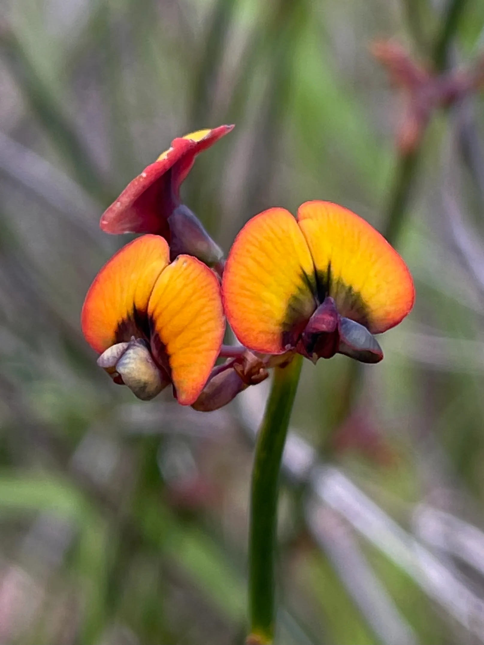 头条花卉照片集 西澳大利亚的 厘米花 之一三花菊 学名daviesiatriflora 是豆科类的一种开花植物 原产于 天天看点
