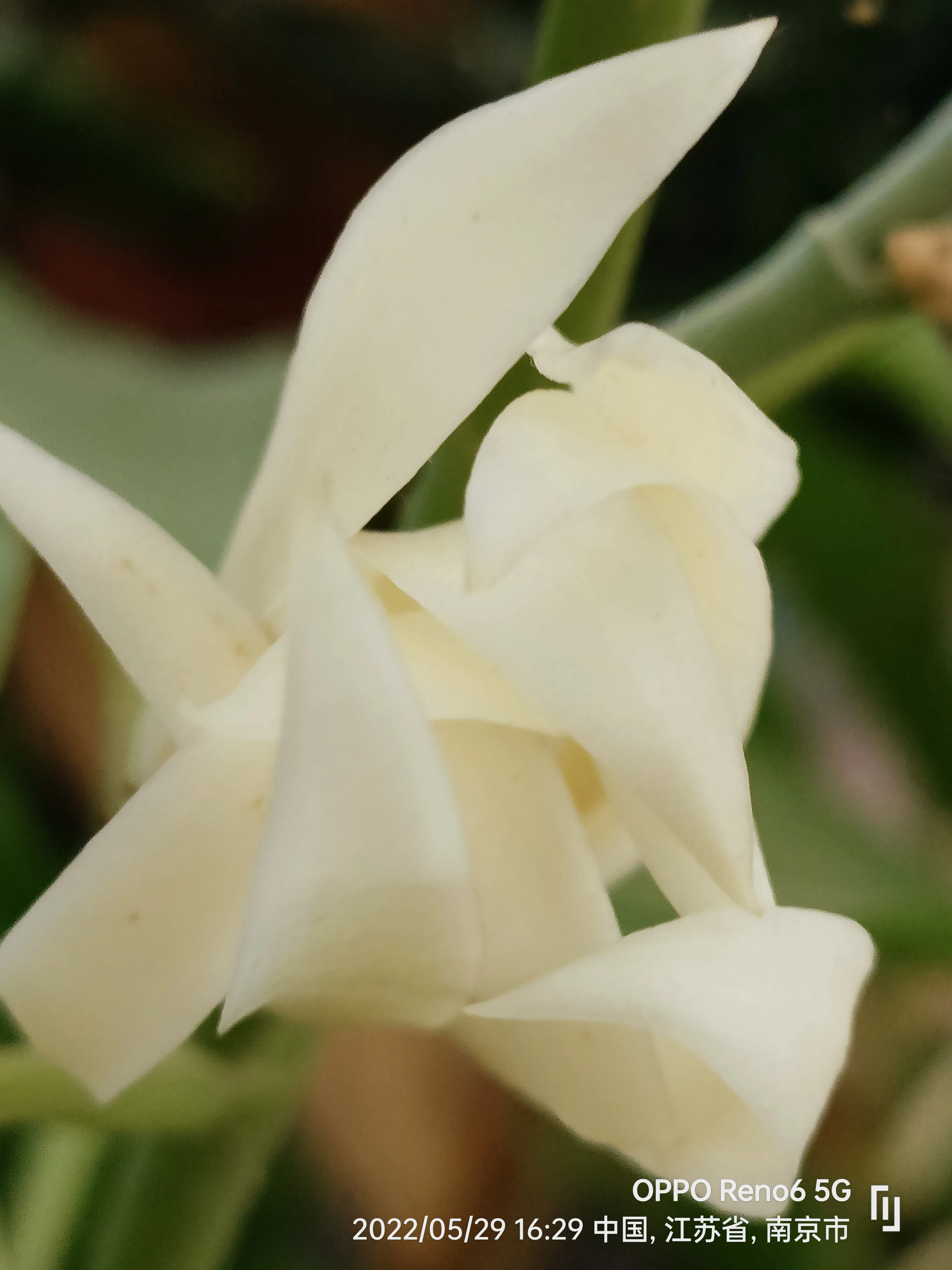 原创诗词 情感美文 自由体诗 心守白玉如初夏日絮语第二季 四十 再咏白兰花移步深澗空谷 飘馨万家千户 身入喧嚣尘 天天看点