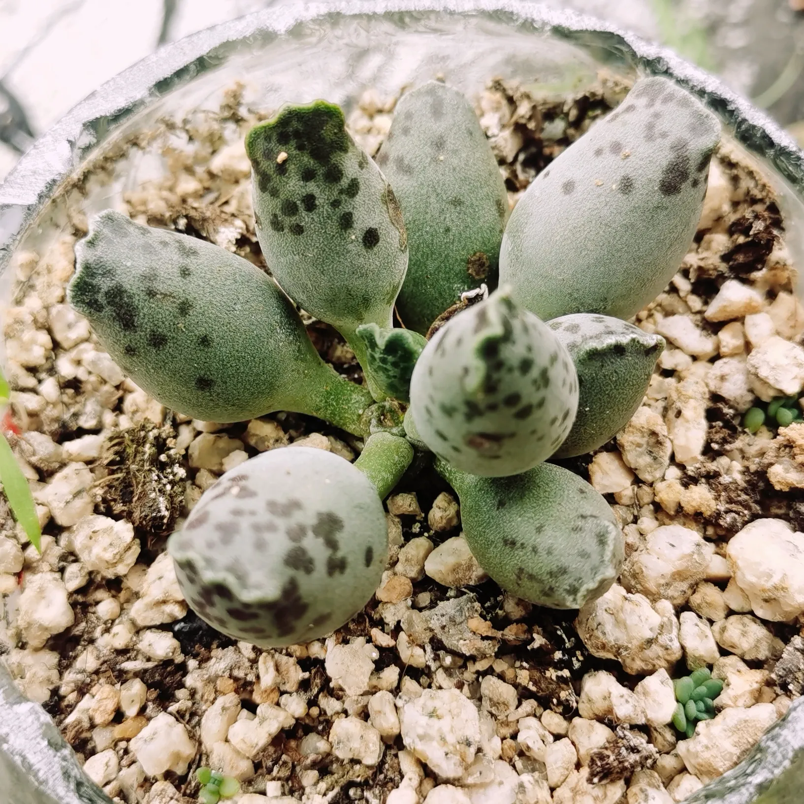 多肉植物 紫海豹 紫肌 白肌 紫斑 花豹 种类还是很多的 估计我的是属于白肌水泡了前三张是室外阳台养护的 后面三张是在