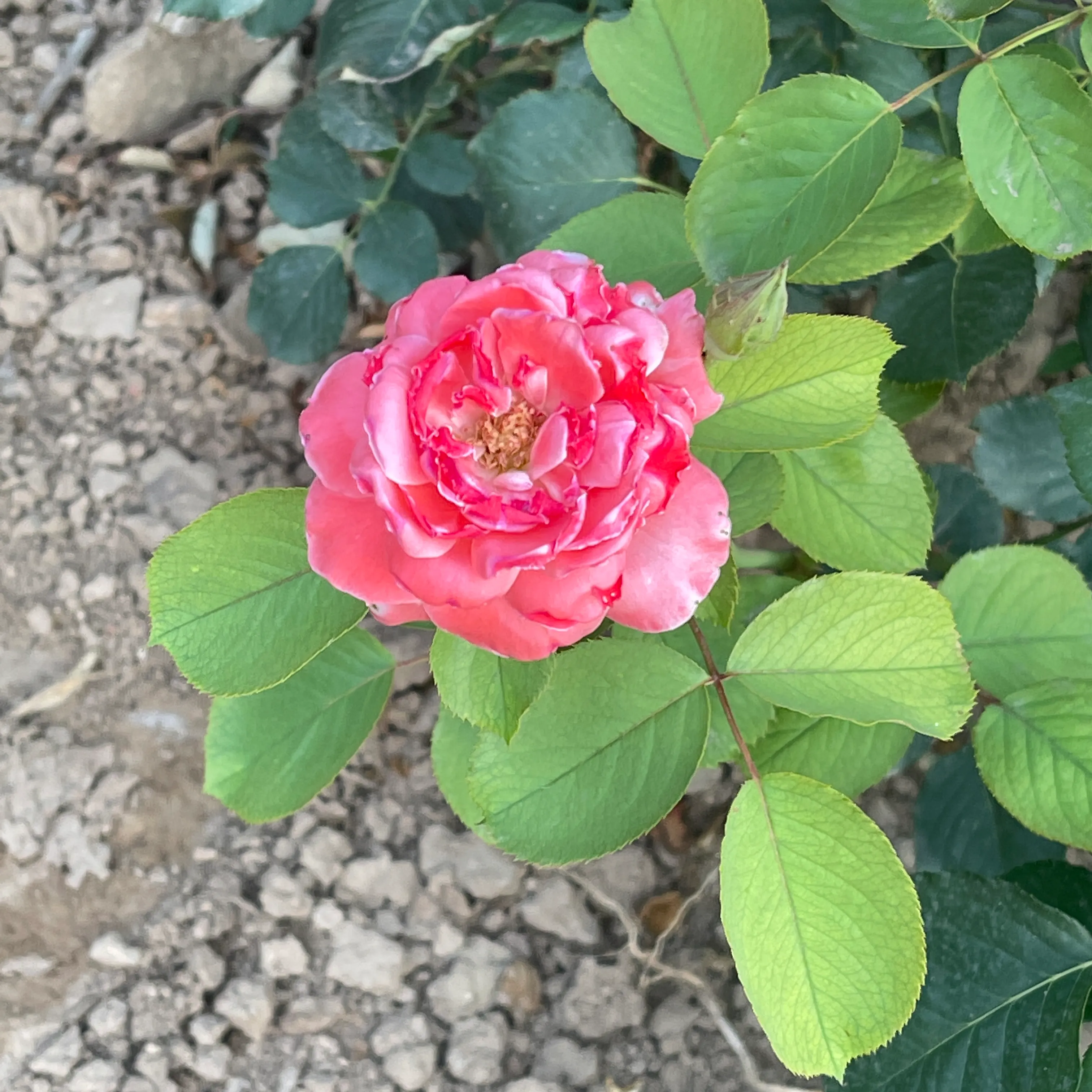 夏日花花大合集 生命力旺盛的薔薇花 夏天花花世界裡可不能缺少它的身影 天天看點