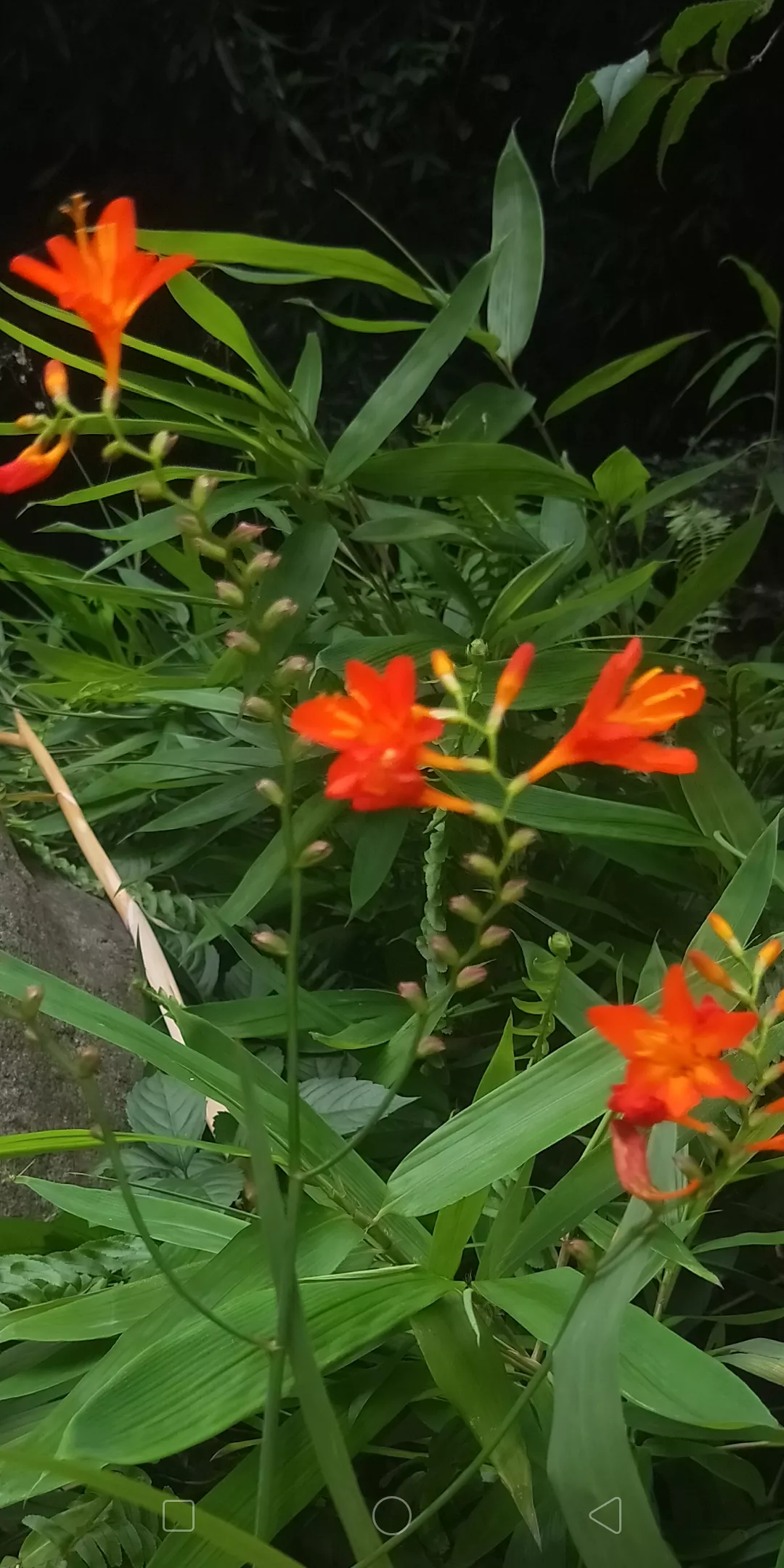 一花一世界 一叶一菩提 炎炎夏日 一种不惧高温 不怕酷暑的艳丽花在开放 它就是雄黄兰 Station Take Put 天天看点