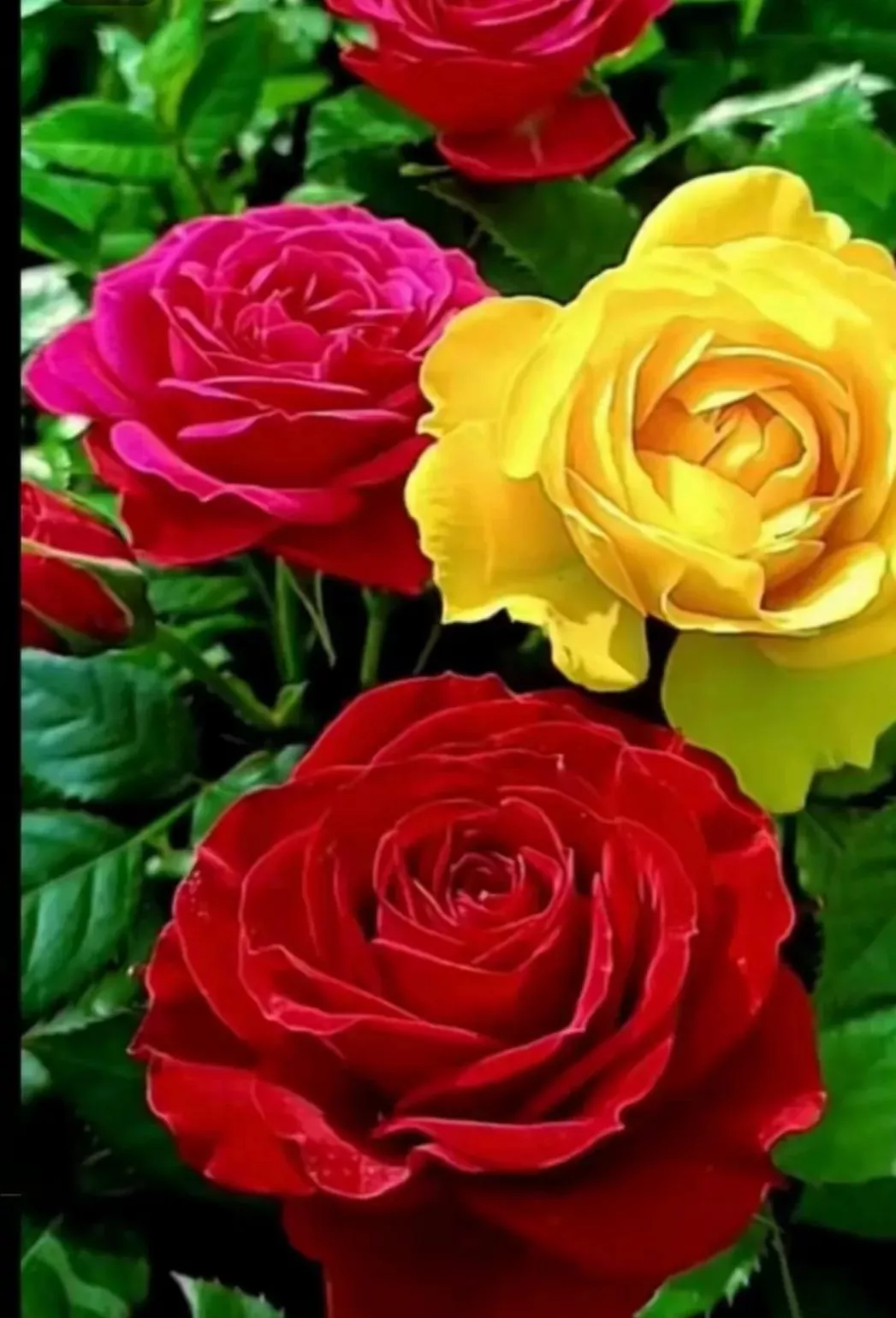 五彩月季花图片分享月季花期长 花种多 从春到夏 从夏到秋 花态各异 花色饱满 畅游其中 心情舒畅 或健步 或谈心 静观把