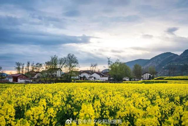 的油菜花每年春天毗鄰沔水,風景秀麗在漢中西邊的一座小城——勉縣繪