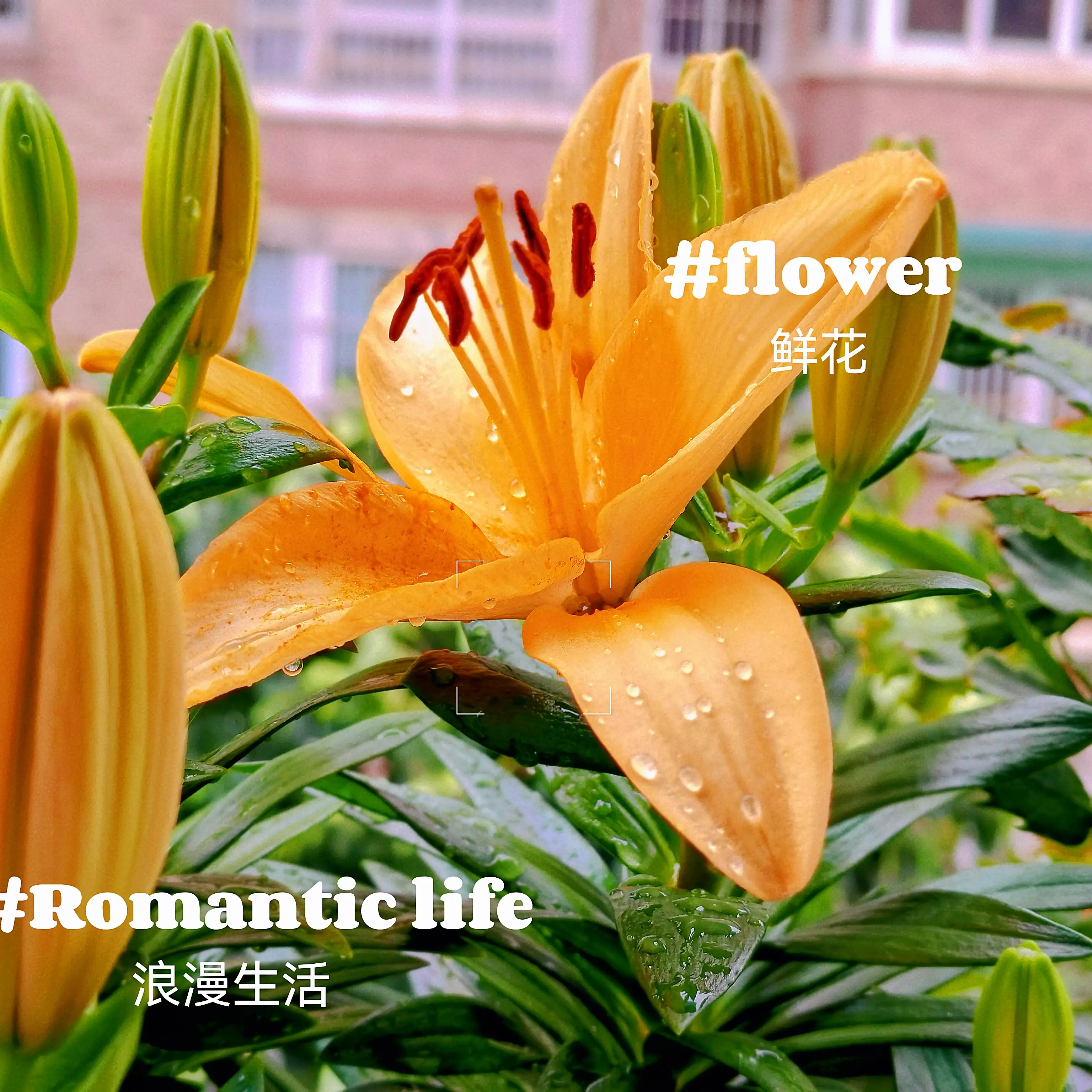 能分享一下你相冊裡的風景照片嗎 初夏的快樂 夏花絢爛 怒放的黃百合 淡雅的石斛花 羞答答的金銀花 土土的太陽花 還有