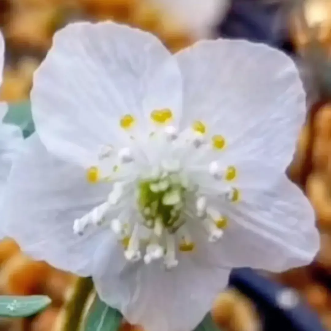 分享图片 雪割草花 天天看点