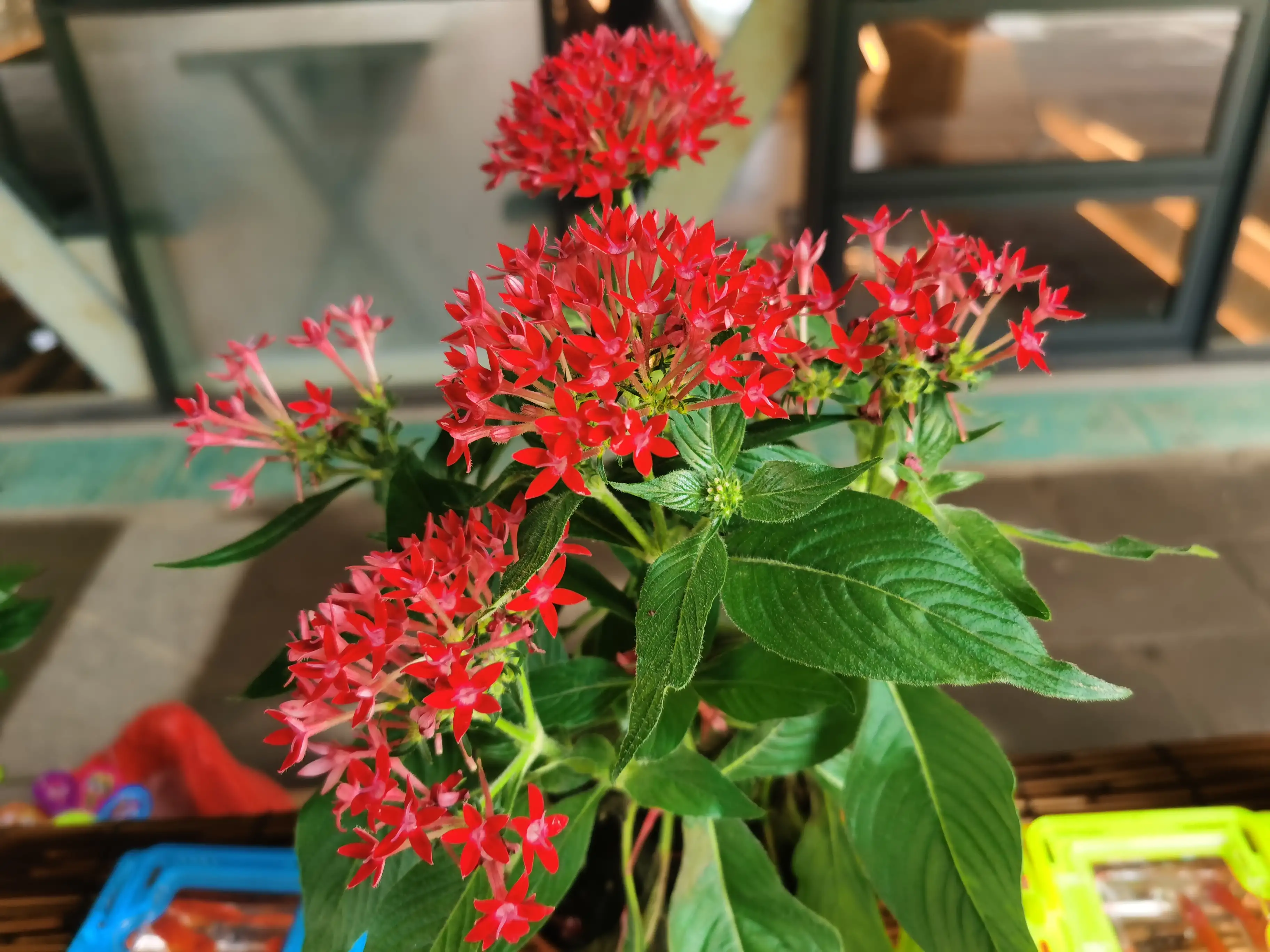 五星花 茜草科五星花属植物 别名雨伞花 星形花 繁星花 埃及众星花 草本仙丹花等 阳光充足暖热环境易生长 生长期间 夜温