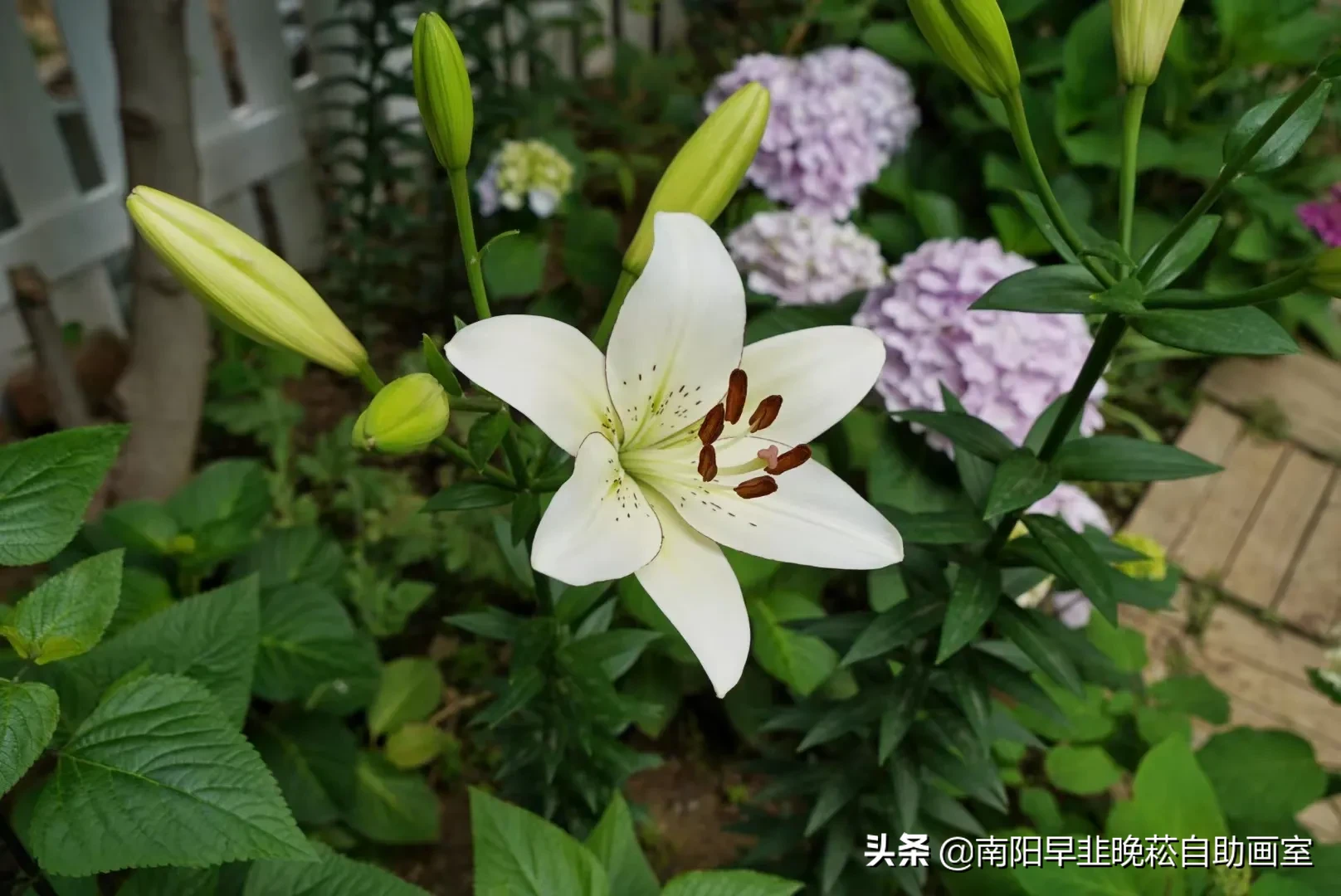 花草種植記錄 5 25 百合開了 花瓣有深色的描邊 是以品種叫 眼線 破涕為笑 繡球花雖然不是預計的深藍紫 這樣淡淡 Me前沿