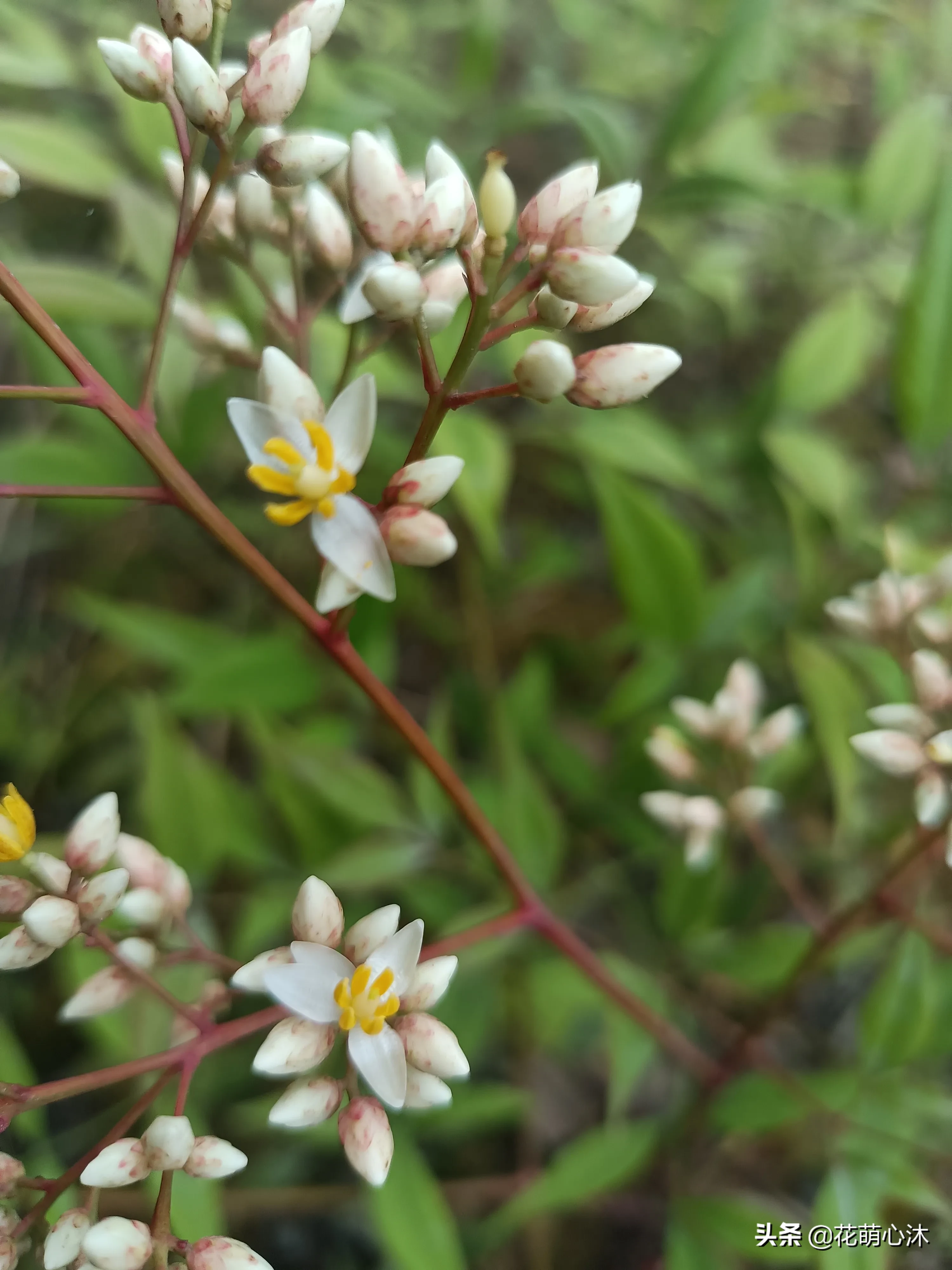名字厲害 南天竹nandinadomestica小檗科南天竹亞科南天竹族南天竹屬常綠灌木 小檗科屬于毛茛超目毛茛目 與毛