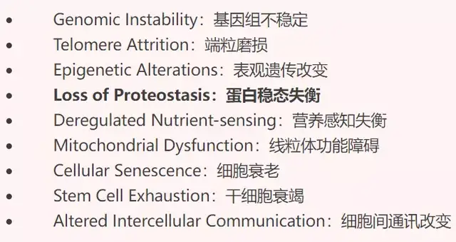 衰老加剧核糖体“罢工”并破坏蛋白稳态平衡