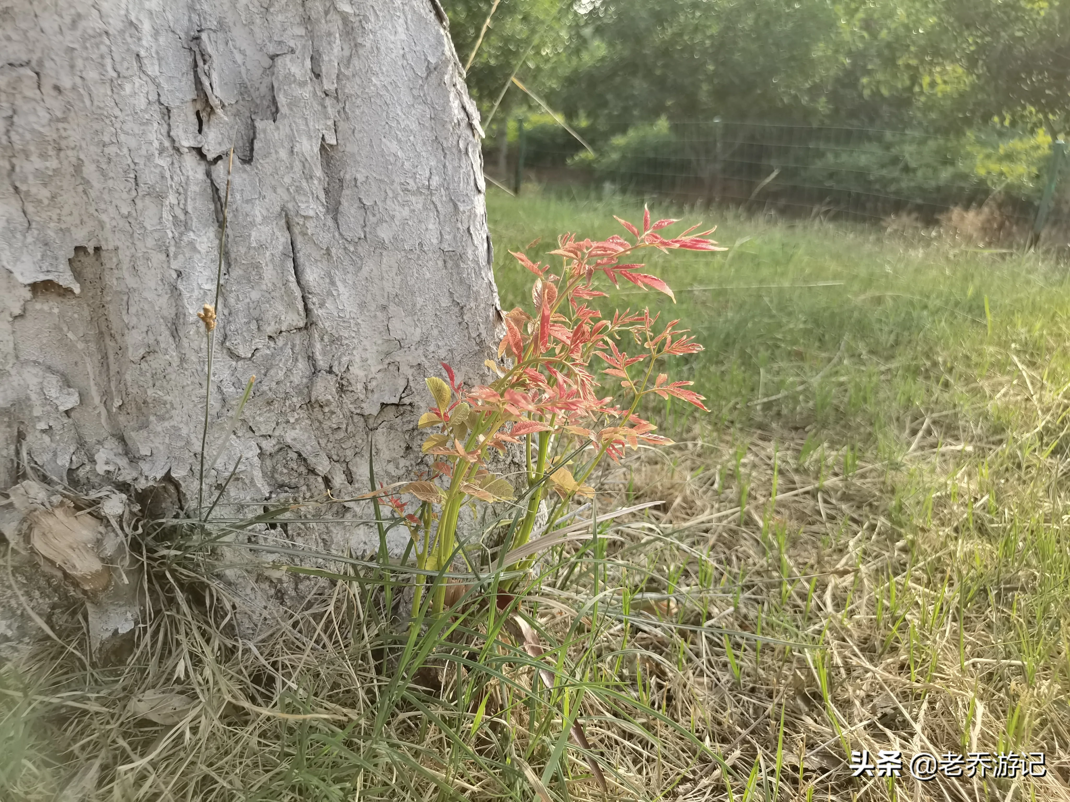 聊城情感咨询师培训班 聊城婚姻家庭心理咨询师哪里学