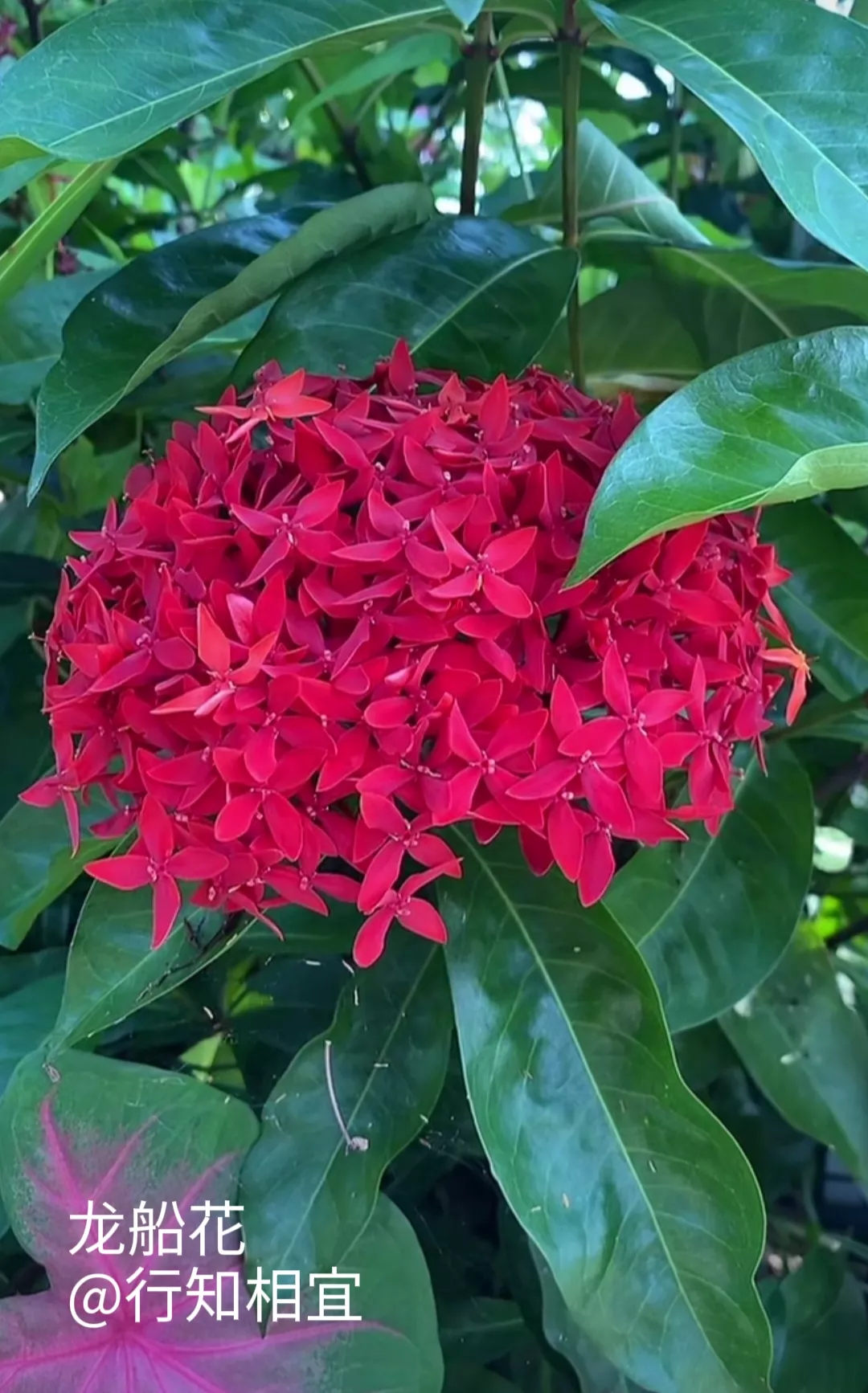 夏日美好瞬間随手拍 生長旺盛的芒果 龍船花 五彩芋 大薊 向日葵 千日紅 耐熱爬藤的珊瑚藤 重點介紹一下千日紅 又名 天天看點