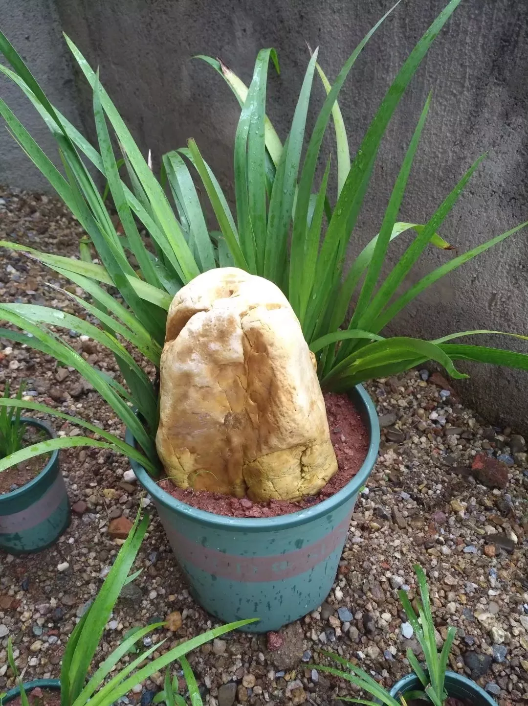 随手拍 我要上頭條 采挖當盆栽的野生石菖蒲 種在家裡挺好看的葉子綠色很養眼 自古以來都是文人雅士的最愛 全株可以入藥