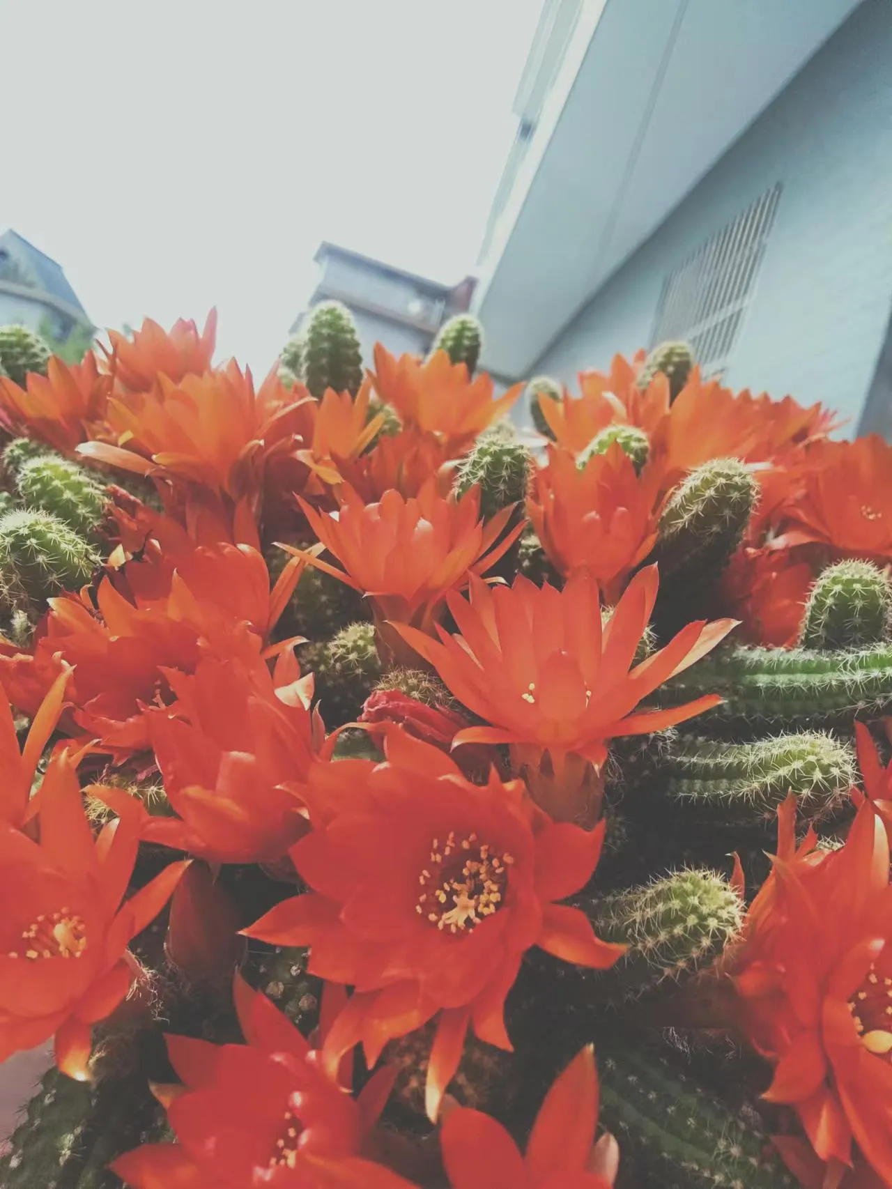 今年的白檀仙人指 毛毛蟲 爆盆了 請花友們一起欣賞 作揖 呲牙 玫瑰 玫瑰 比心 比心 比心 天天看點