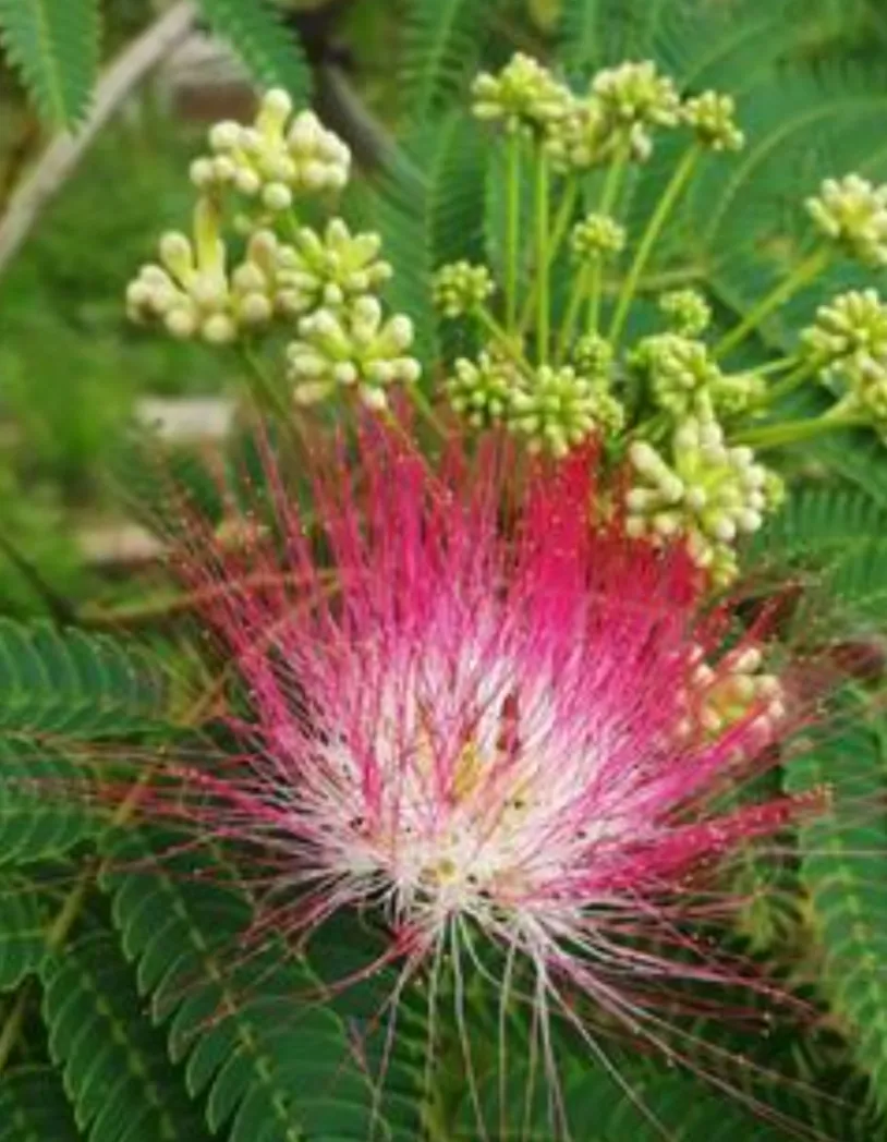 夏日生話打卡季 夏日的花花草草 美麗的合歡花 吉祥的花 樹姿優美 夏日開花 花絲細長如纓 萬枝香袅紅絲拂 粉色秀美 天天看點