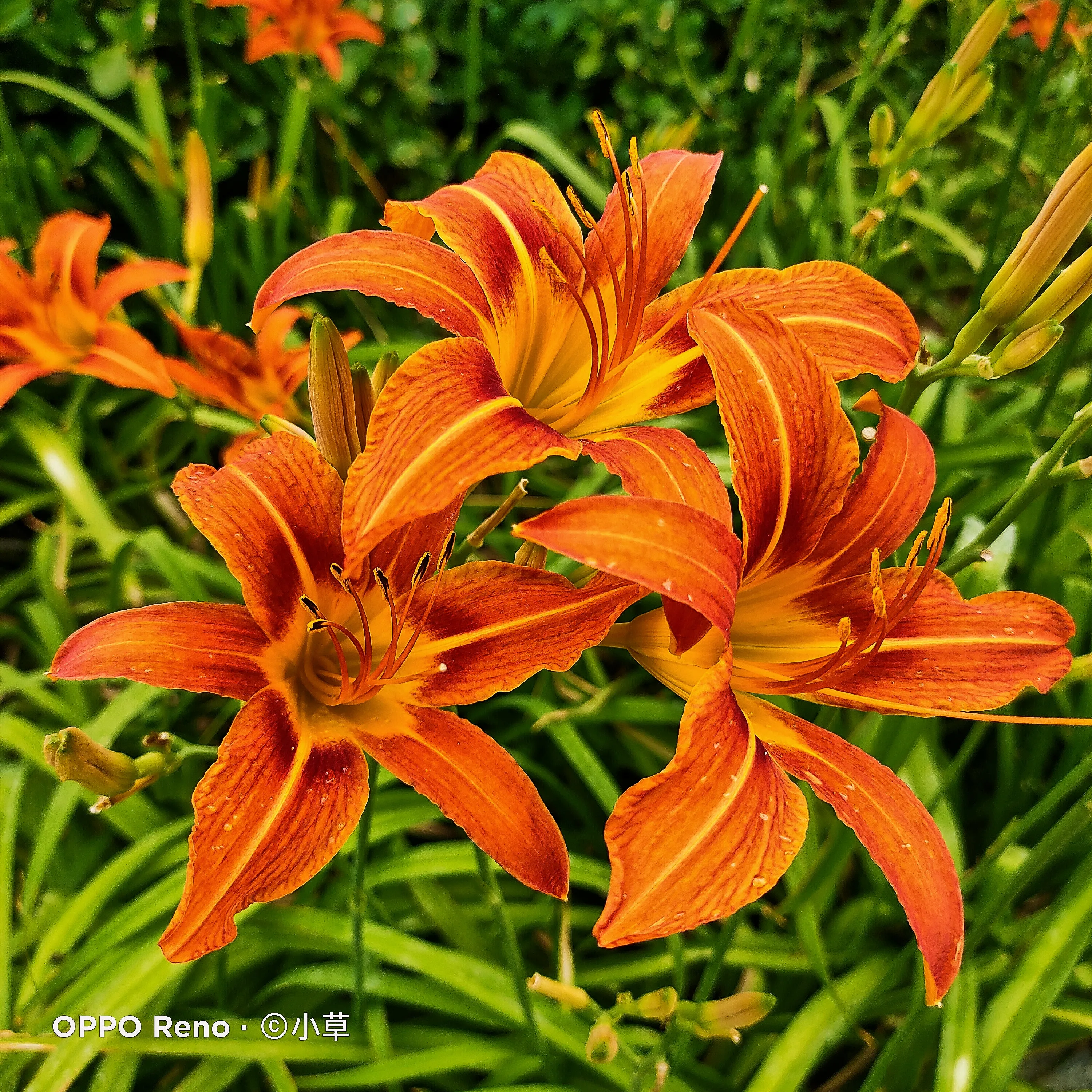 萱草屬多年生宿根草本 萱草雖然是平凡微小的花草 卻能抽出亭亭玉立的花徑 倔強清麗的一枝枝花徑仿佛頭顱一樣高高向上 花頭卻