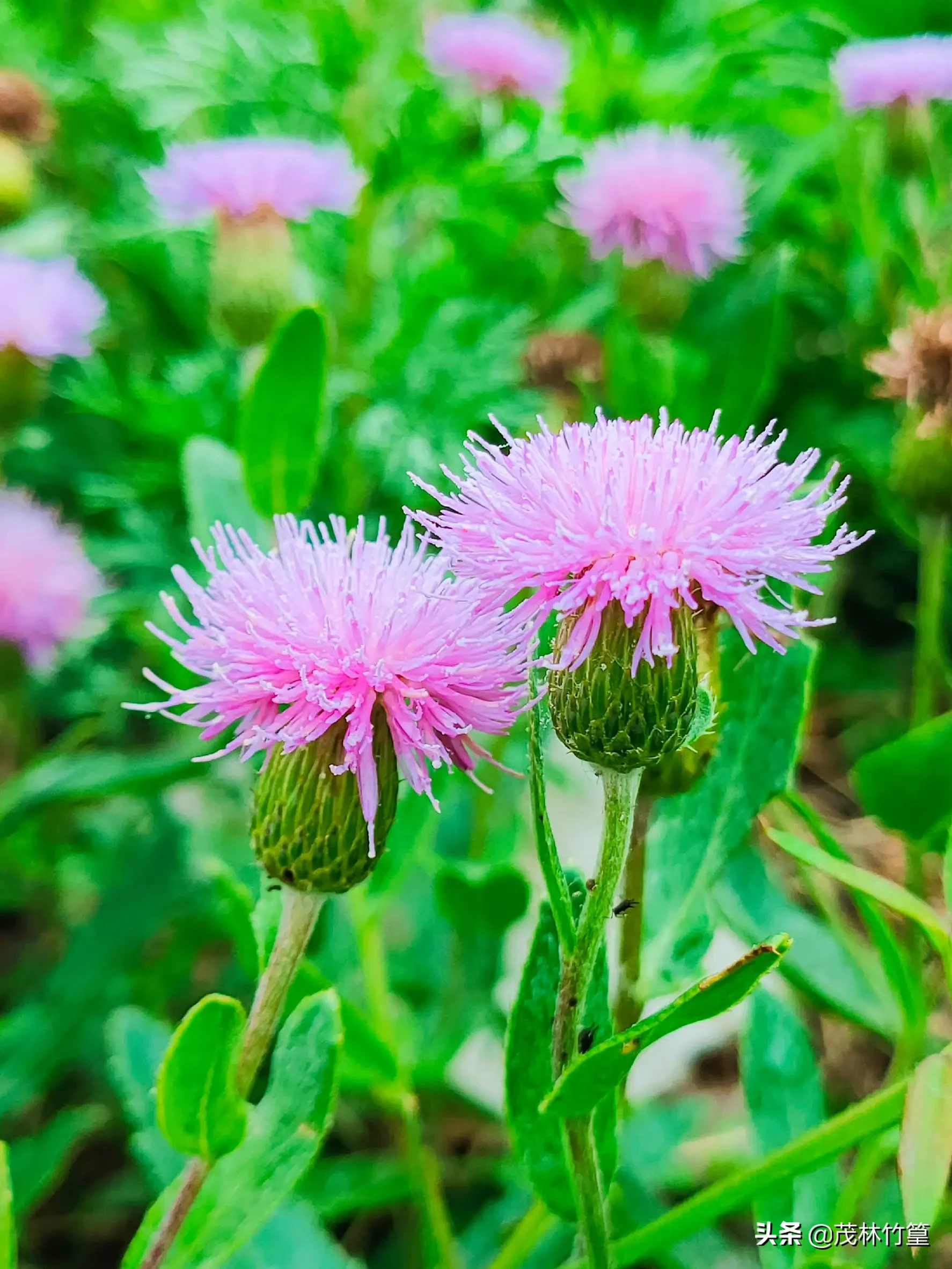 认识野菜 泥胡菜 春天生长 五月花开 最初平铺在地上生长有些藏拙 叶片丑丑的 在众多野草中很不入眼 成株时 花径高高挑起