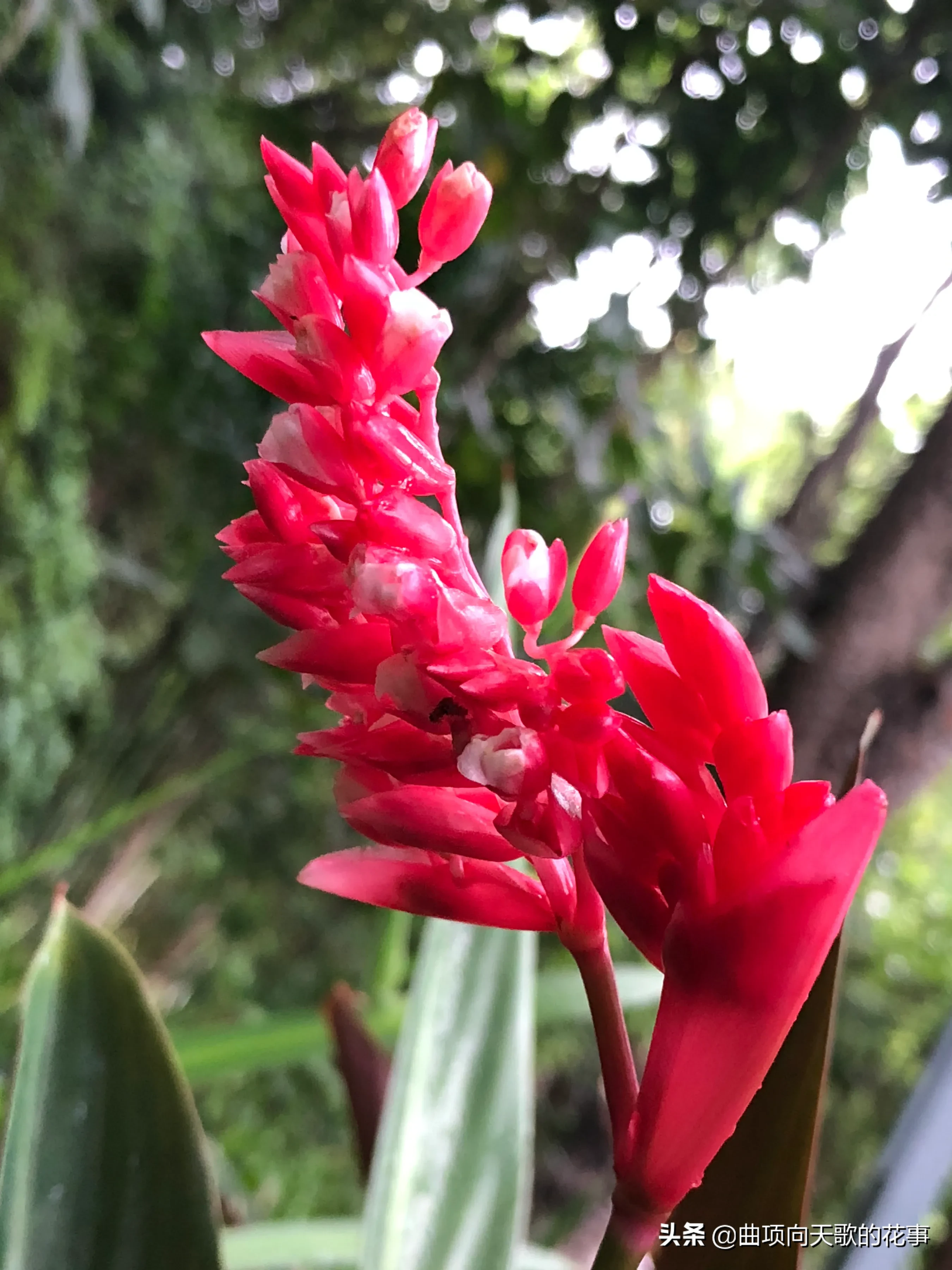 曲项向天歌的花事 22每日一花 第172朵 紫背竹芋 别称 红背竹芋 红背卧花竹芋公园树下林荫处 疏疏密密种竹芋