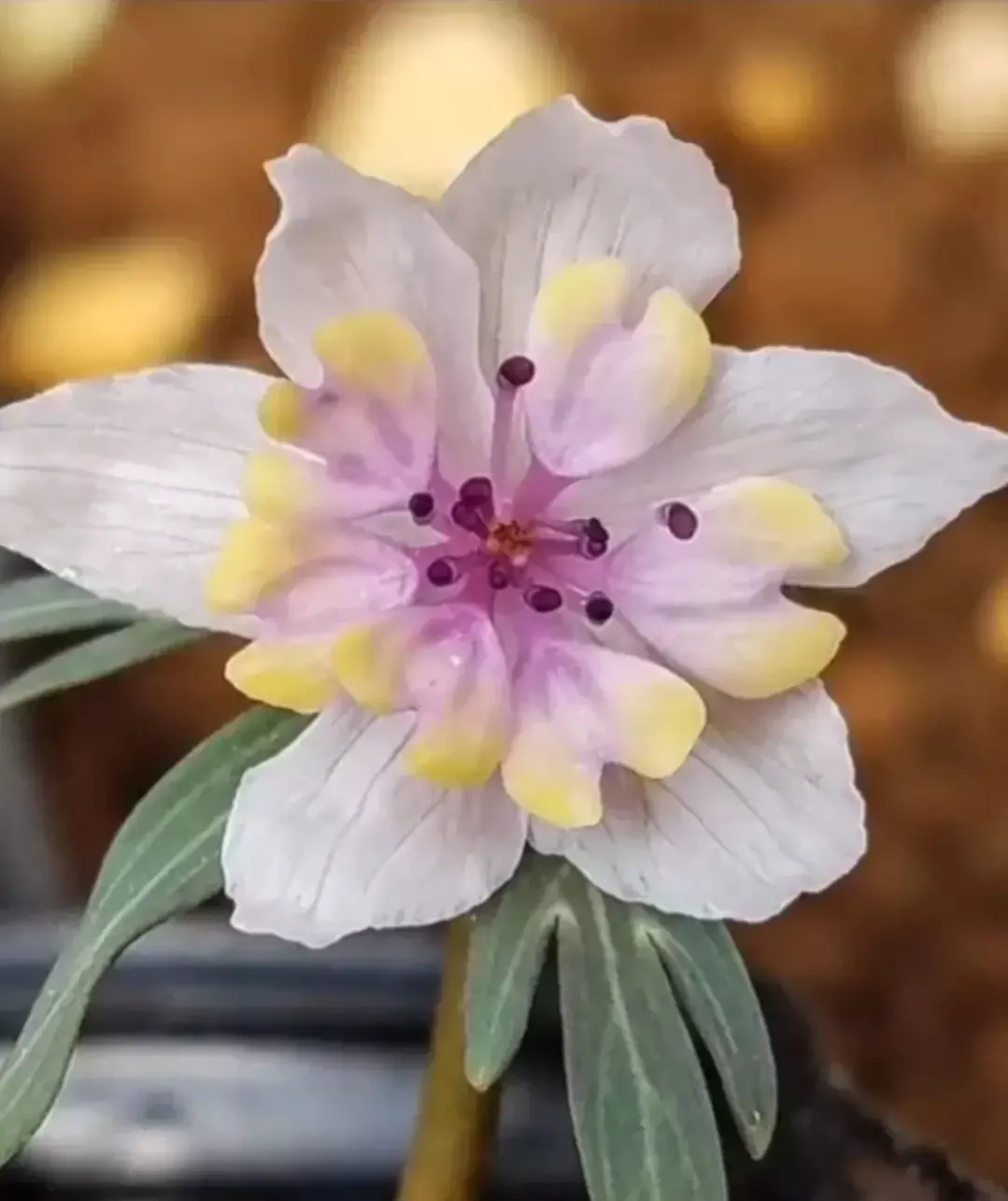 分享图片 雪割草花 天天看点