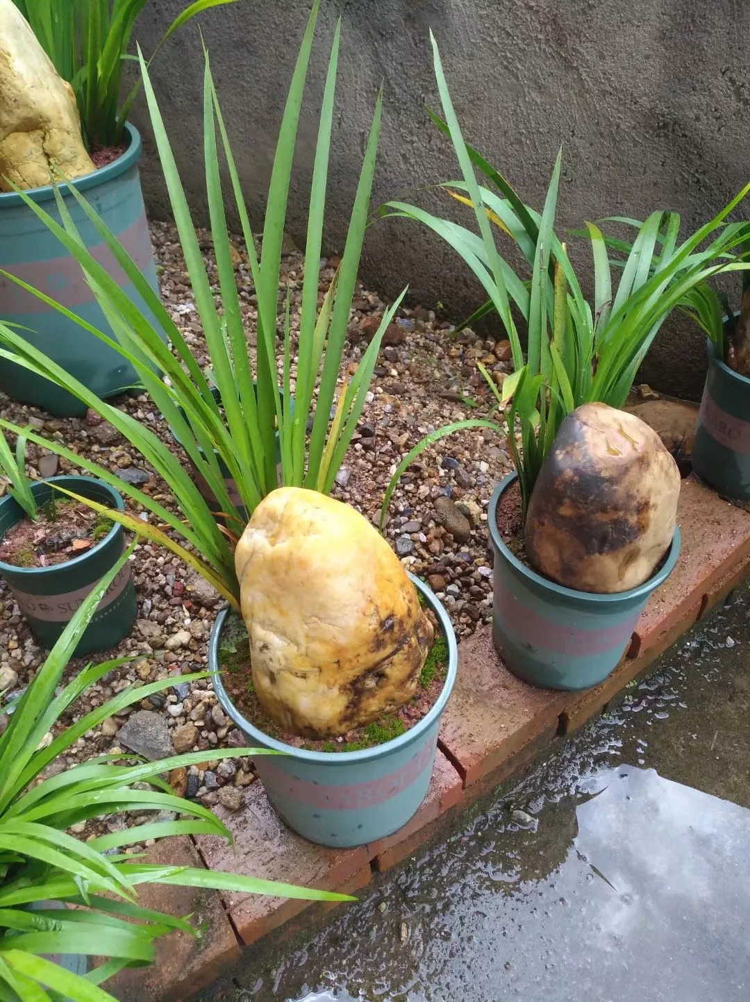 随手拍 我要上頭條 采挖當盆栽的野生石菖蒲 種在家裡挺好看的葉子綠色很養眼 自古以來都是文人雅士的最愛 全株可以入藥