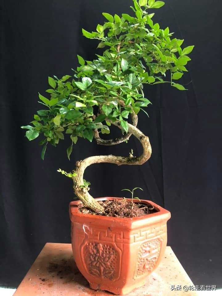 种植月桂花月收入千万盾由于种植了观赏月桂花 一些年轻人每月赚取数千万越南盾 许多人种植月桂 因为这种植物具有很高的经济价