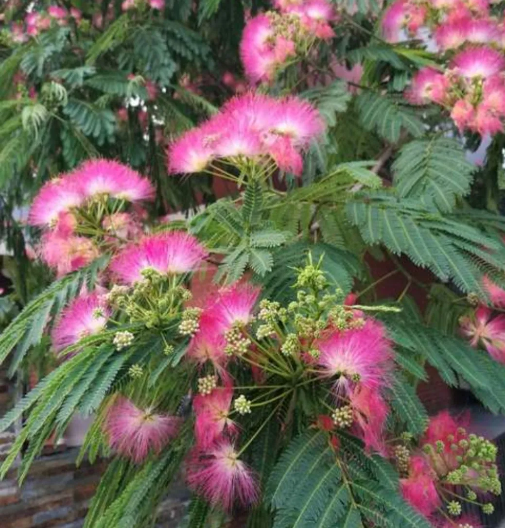 夏日生話打卡季 夏日的花花草草 美麗的合歡花 吉祥的花 樹姿優美 夏日開花 花絲細長如纓 萬枝香袅紅絲拂 粉色秀美 天天看點
